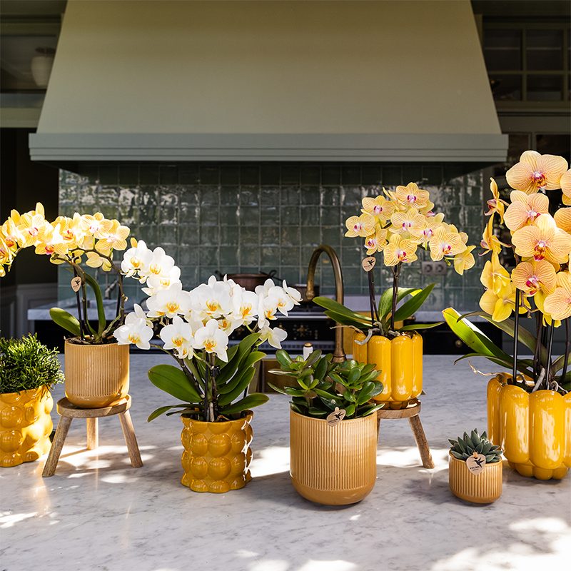 Kolibri Orchids | Sunny Bunny orchidee geel/roze + Retro oker sierpot – potmaat Ø12cm | bloeiende kamerplant – vers van de kweker