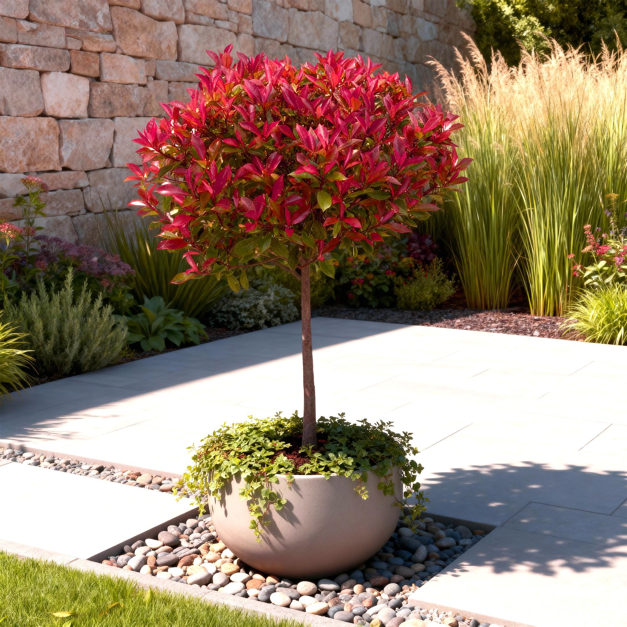 Green boutiQ - Plant op Stam - Photinia fraseri Carre Rouge - Terras Plant - Bladhoudend - Winterhard - Groen-Rood Blad - Pot 19cm Hoogte 90cm