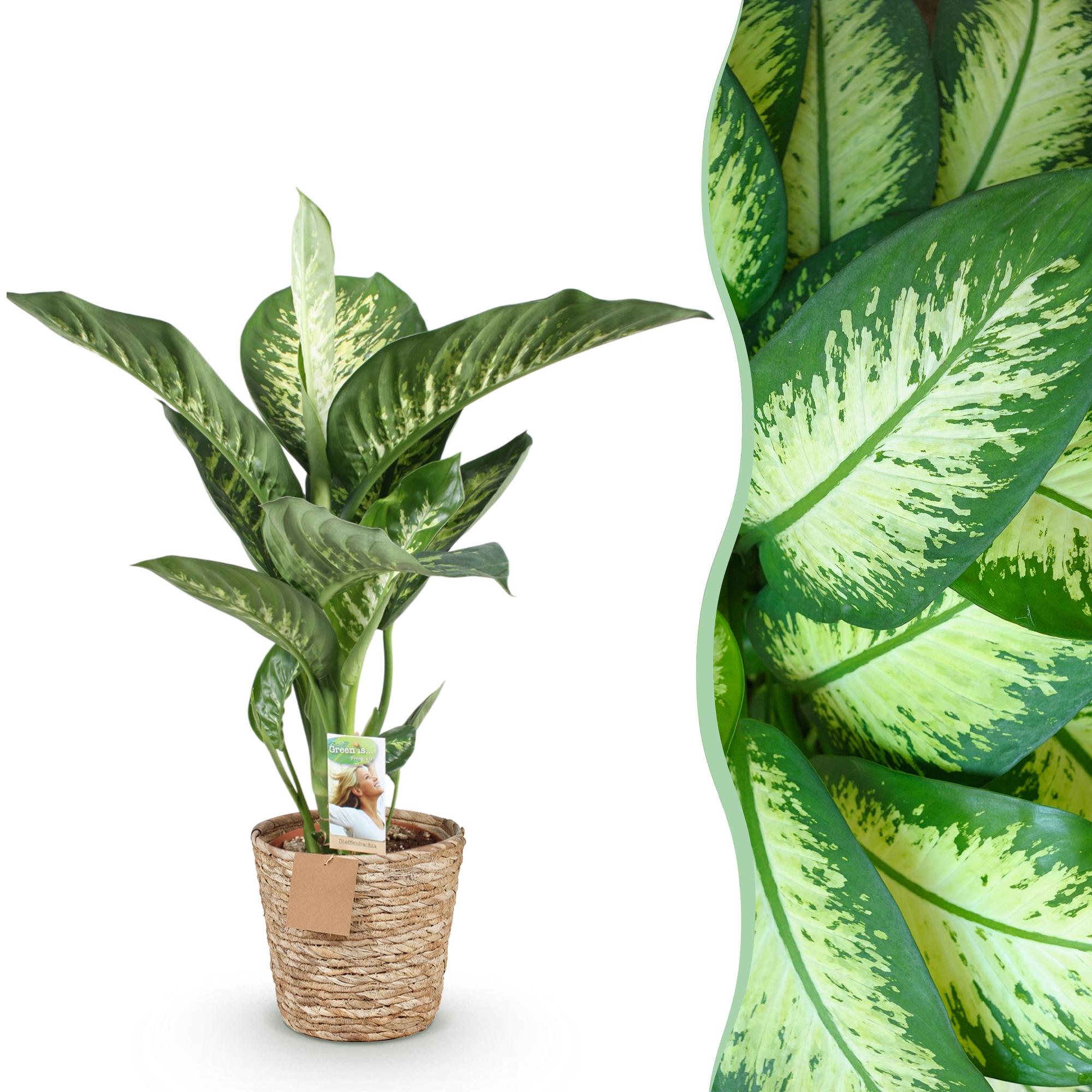 Green BoutiQ - Green is... Kamerplanten - Diefenbachia Tropic Snow - Dieffenbachia - Weinig onderhoud - met mand - Groen - 1 Plant - Pot 21cm - Hoogte 90-100cm