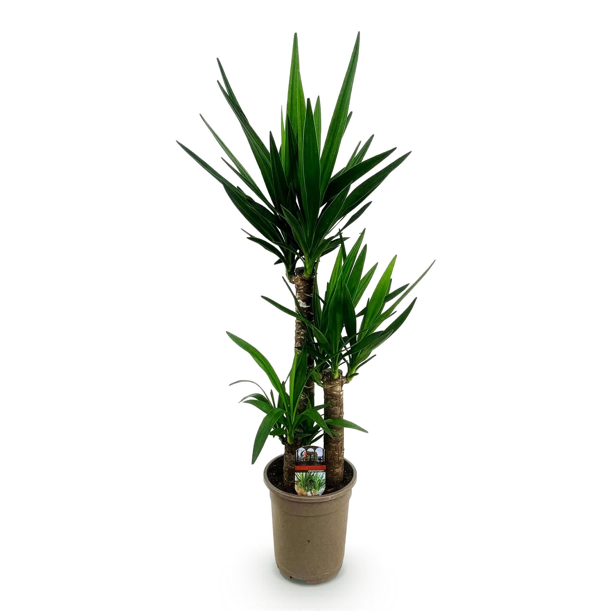 Green boutiQ - Kamerplant - Yucca elephantipes - Yucca - Weinig onderhoud - Groen - 1 - Pot 21cm - Hoogte 100cm