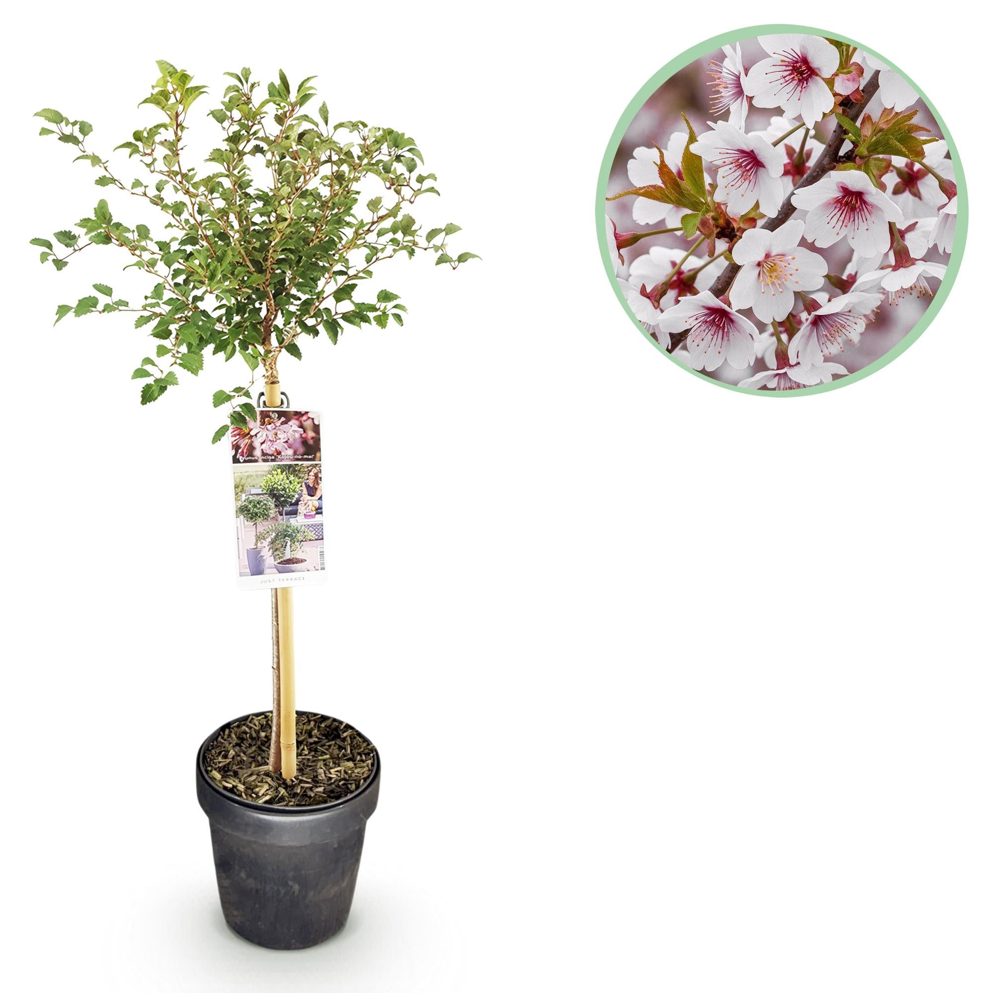 Green boutiQ - Plant op Stam - Prunus incisa Koujou-no-mai - Terras Plant - Bladverliezend - Winterhard - Witte Bloem - Pot 19cm Hoogte 90cm