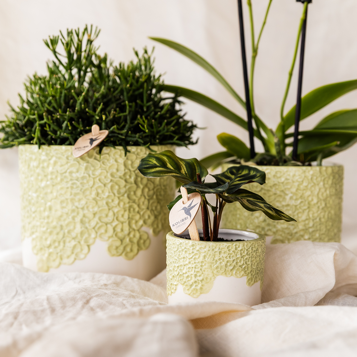Kolibri Company | Plantenset Bloom Green | Gele Albenga orchidee 9cm + groene planten incl. sierpotten