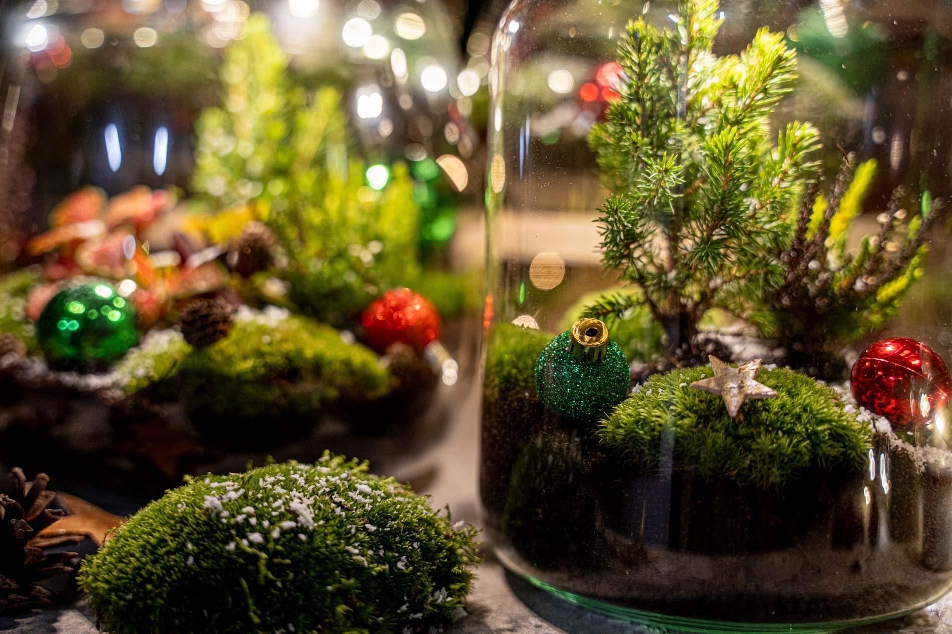 Berry Kerstmis terrarium - Planten terrarium  - DIY kit Christmas - Ø 19 cm ↑ 20 cm