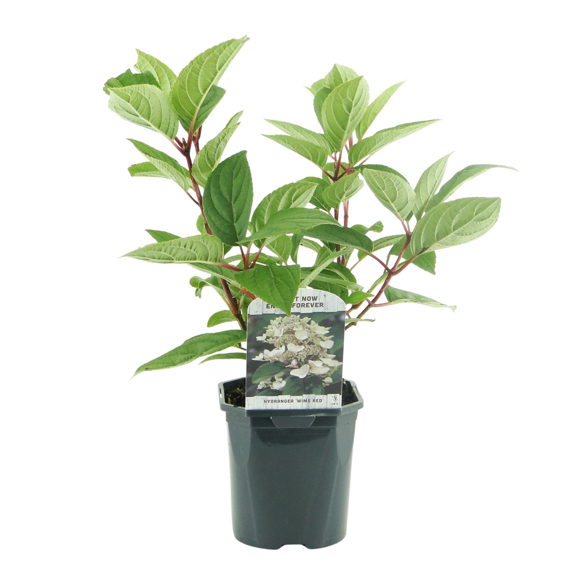 Green boutiQ - Pluim Hortensia - Hydrangea panniculata Wims Red - Bloem Wit Rood  - 1 Plant - Bladverliezend - Grote Bloemen - Pot 17cm Hoogte 50cm