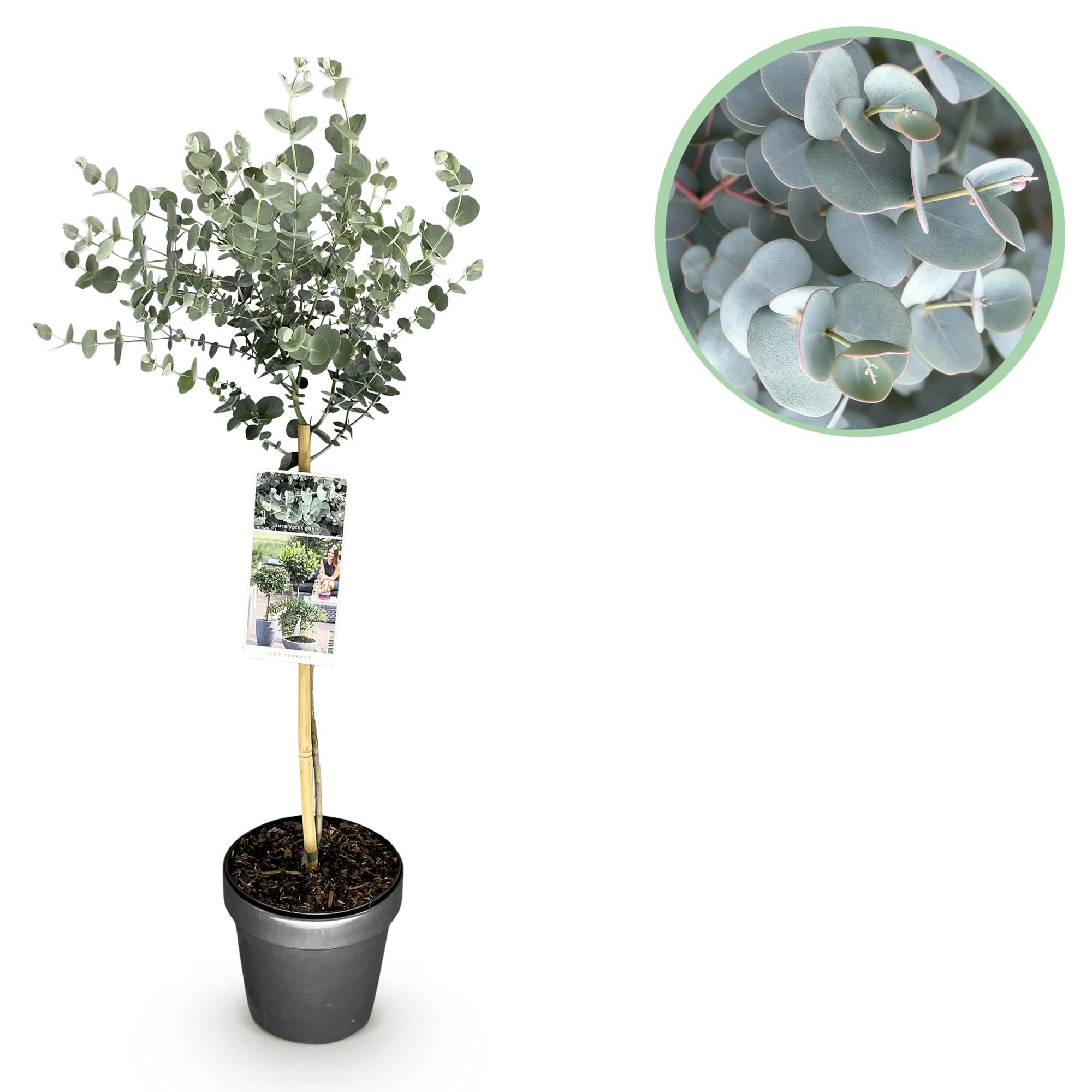 Green boutiQ - Plant op Stam- Eucalyptus gunni Azure - Terras Plant - Bladhoudend - Winterhard- Grijs Blad - Pot 19cm Hoogte 90cm