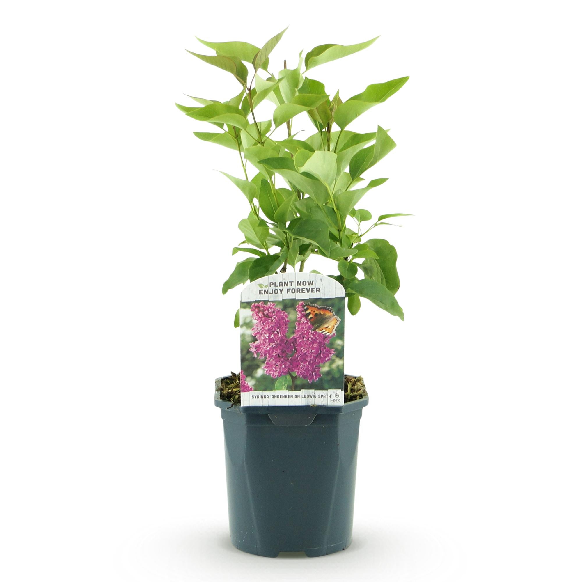 Green boutiQ - Tuinplant - Syringa vulgaris Ludwig Spath - Gewone Sering - Winterhard - Paars - 1 Plant - Pot 17cm - Hoogte 45cm