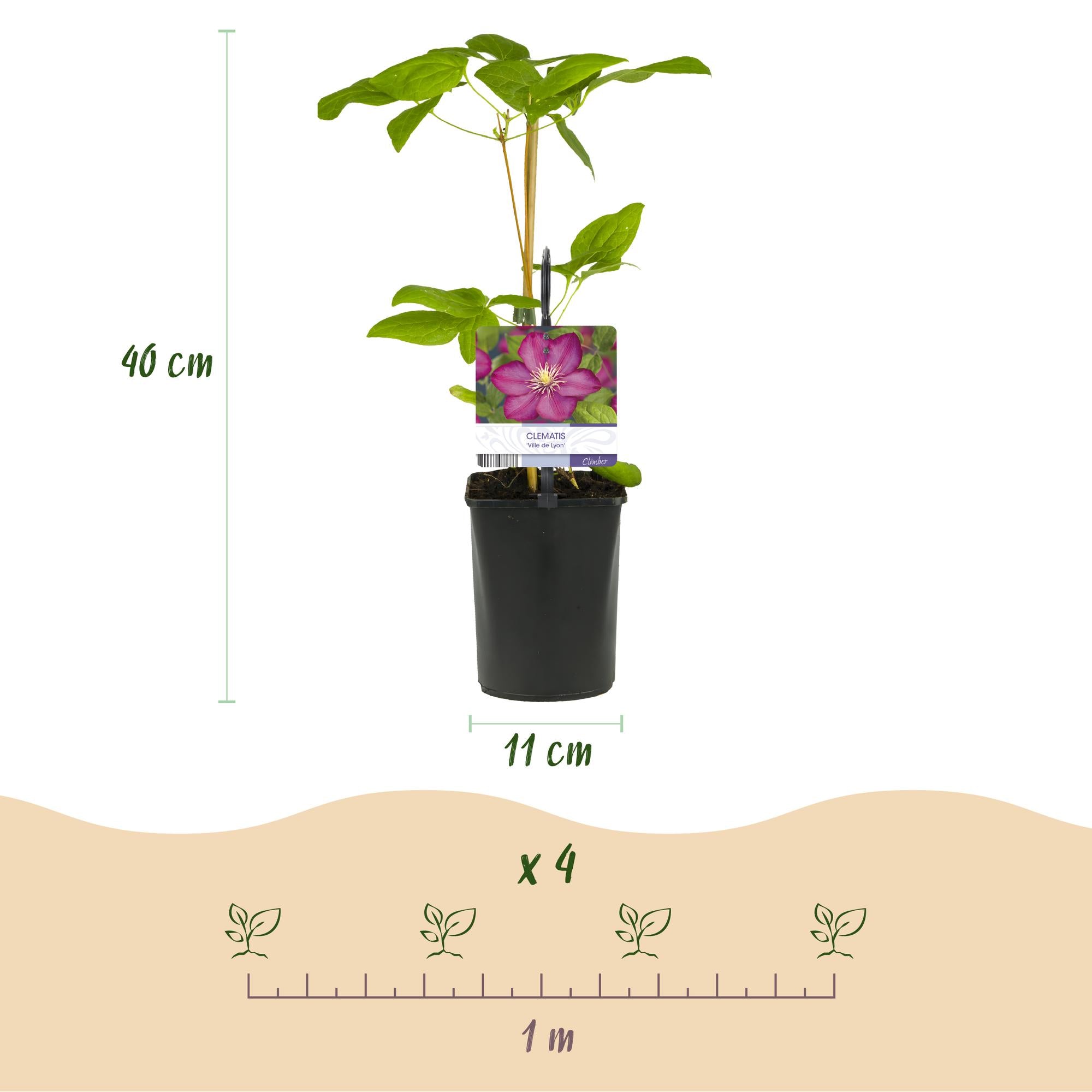 Green boutiQ - Klimplant - Clematis Ville de Lyon - Bloem Roze - Weinig onderhoud -2 planten -  Pot 11cm Hoogte 40cm