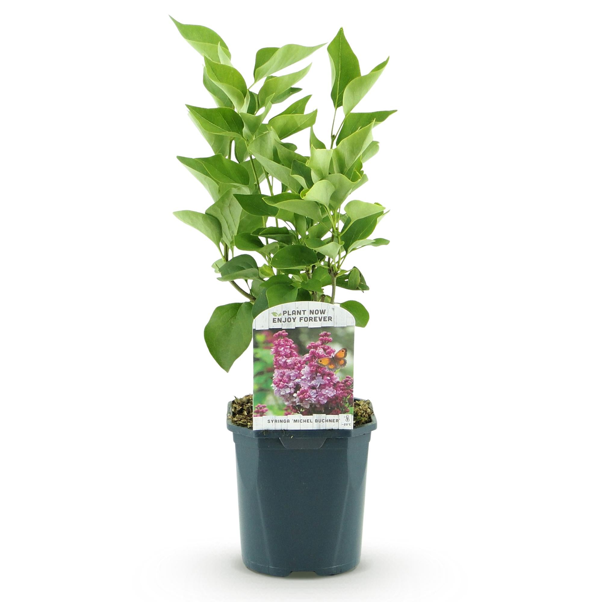 Green boutiQ - Tuinplant - Syringa vulgaris Michel Buchner - Gewone Sering - Winterhard - Roze - 1 Plant - Pot 17cm - Hoogte 45cm