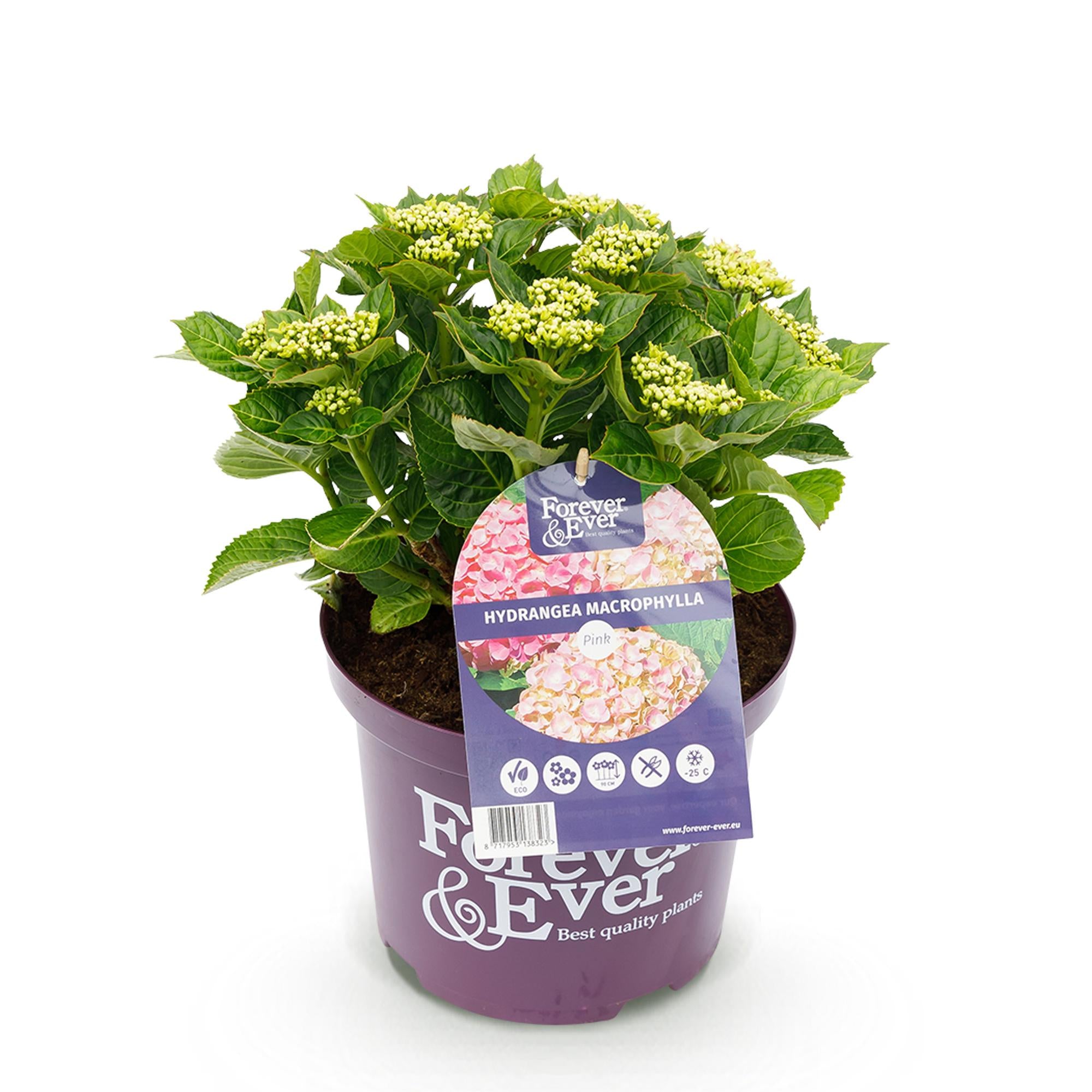 Green boutiQ - Terrasplant - Hortensia - Hydrangea Forever & Ever - Roze - 7-12 Bloemen - Pot 23cm Hoogte 55cm