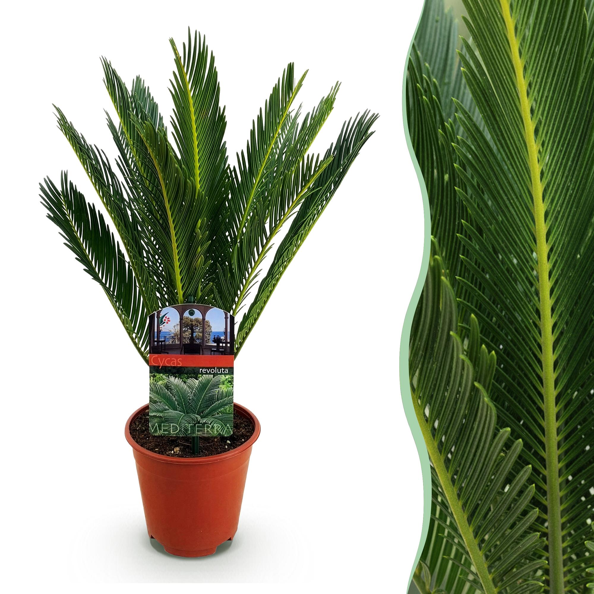 Green boutiQ - Kamerplant - Cycas revoluta - Palmvaren - Weinig onderhoud - Groen - 1 - Pot 14cm - Hoogte 45cm