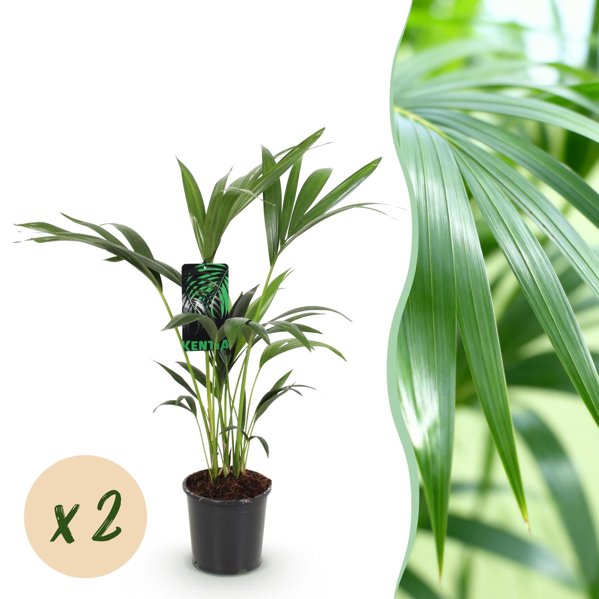 Green boutiQ - Kamerplant - Howea Forsteriana - Kentia Palm - Weinig Onderhoud - Groen - 2 planten - Pot 17cm - Hoogte 70-75cm