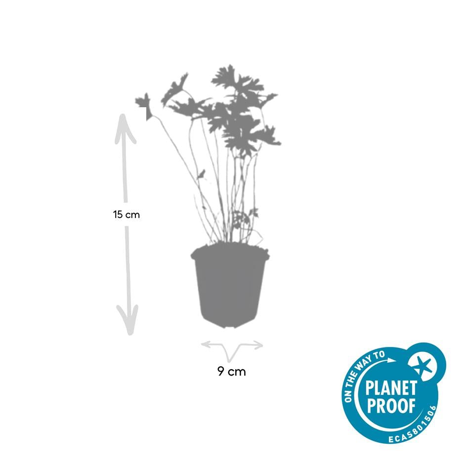 6x Geranium 'Johnson's Blue' - ↕10-25cm - Ø9cm