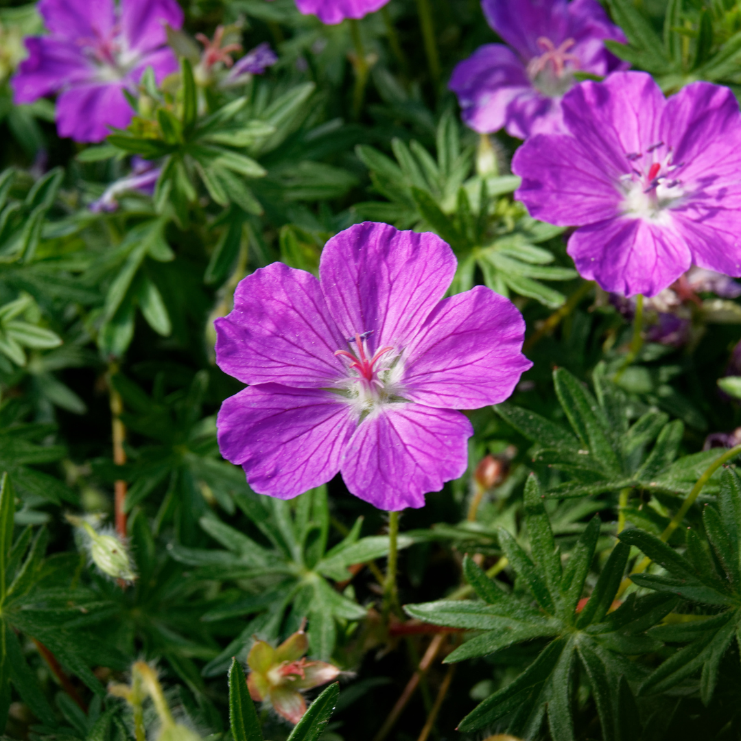 12x Geranium sanguineum - ↕10-25cm - Ø9cm