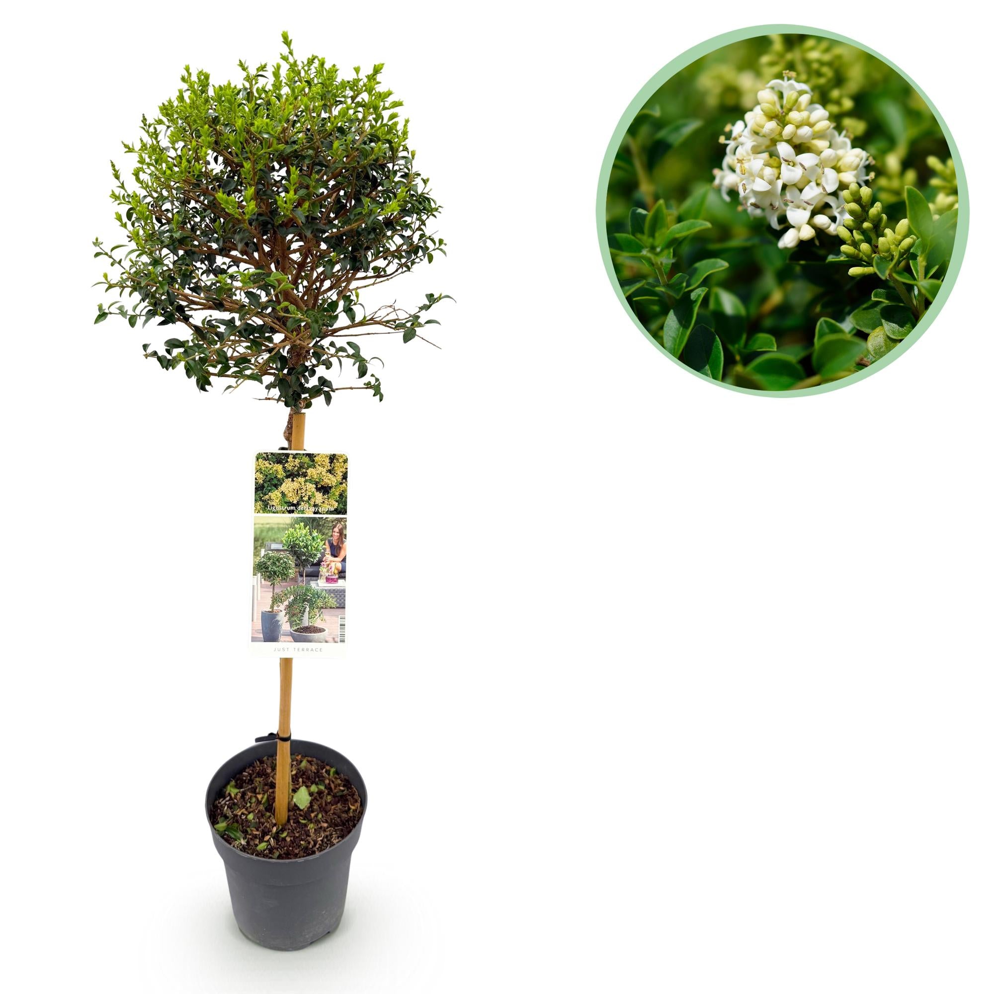 Green boutiQ - Plant op Stam - Ligustrum delavayanum - Terras Plant - Bladhoudend - Winterhard - Groen Blad - Pot 19cm Hoogte 90cm