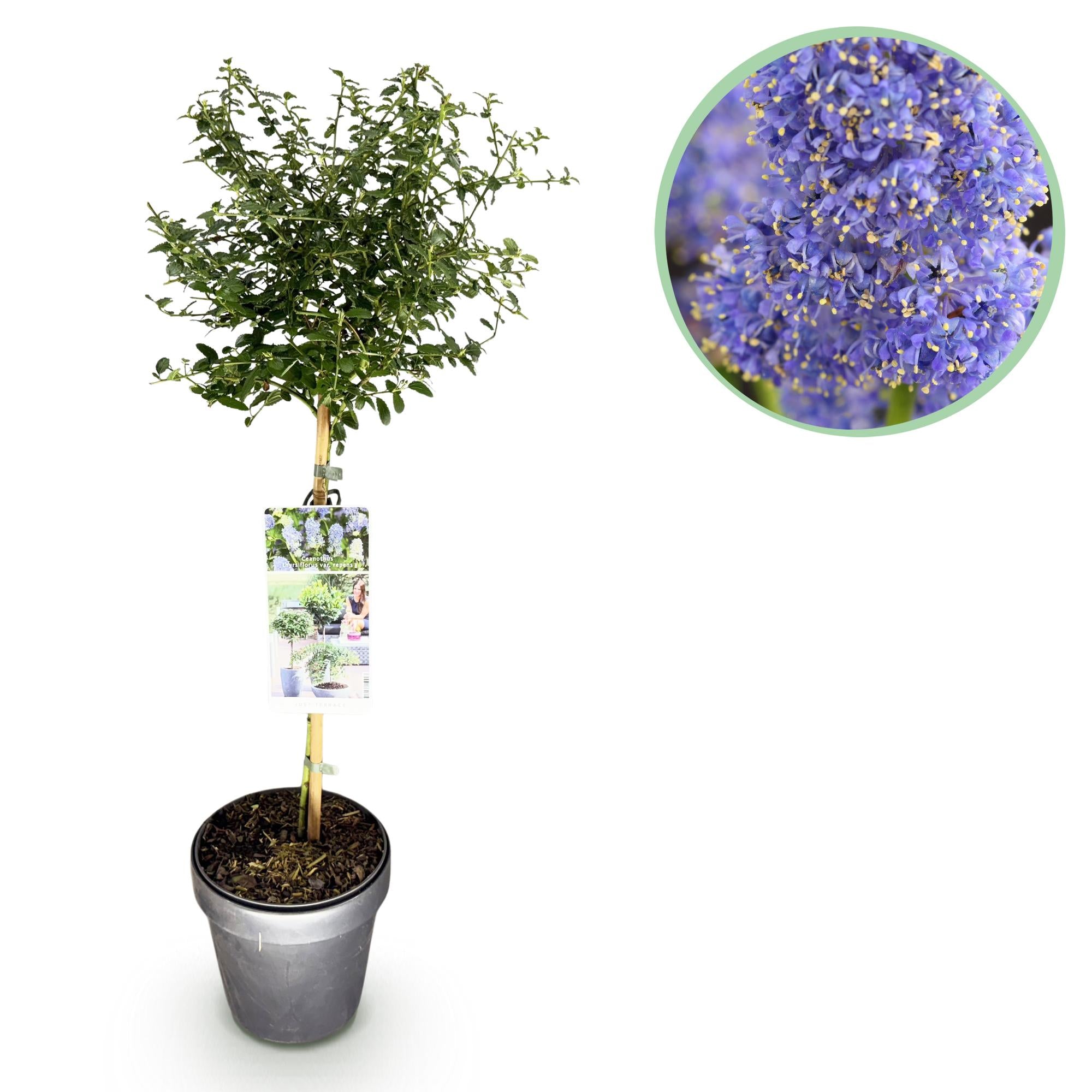 Green boutiQ - Plant op Stam - Ceanothus thyrsiflorus Repens - Terras Plant - Bladhoudend - Winterhard - Paarse Bloem - Pot 19cm Hoogte 90cm