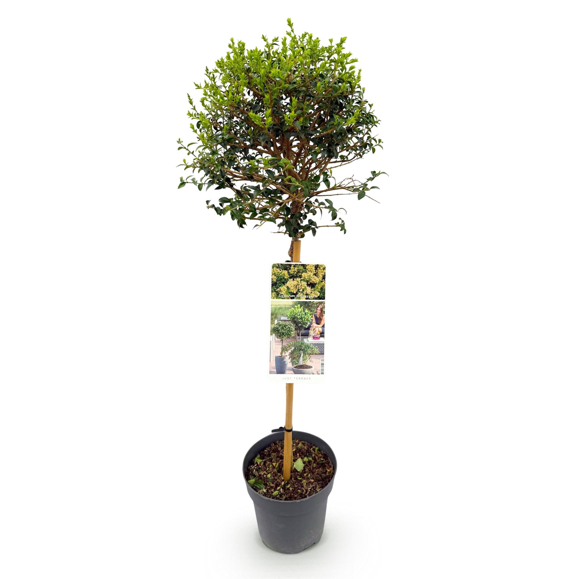 Green boutiQ - Plant op Stam - Ligustrum delavayanum - Terras Plant - Bladhoudend - Winterhard - Groen Blad - Pot 19cm Hoogte 90cm