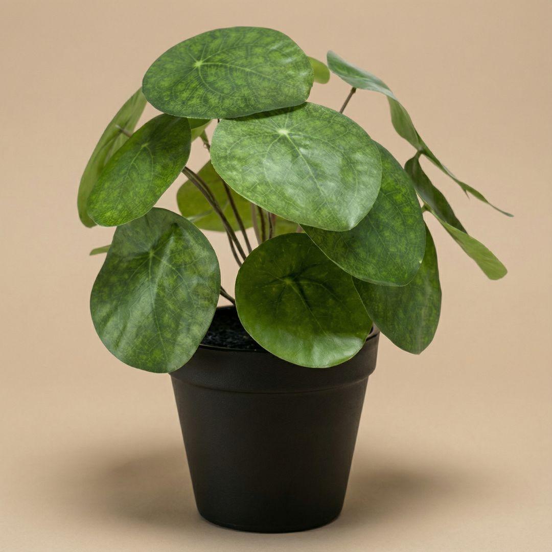 Pilea bush 25 cm in zwarte pot - Kunstplant - Artificial plant
