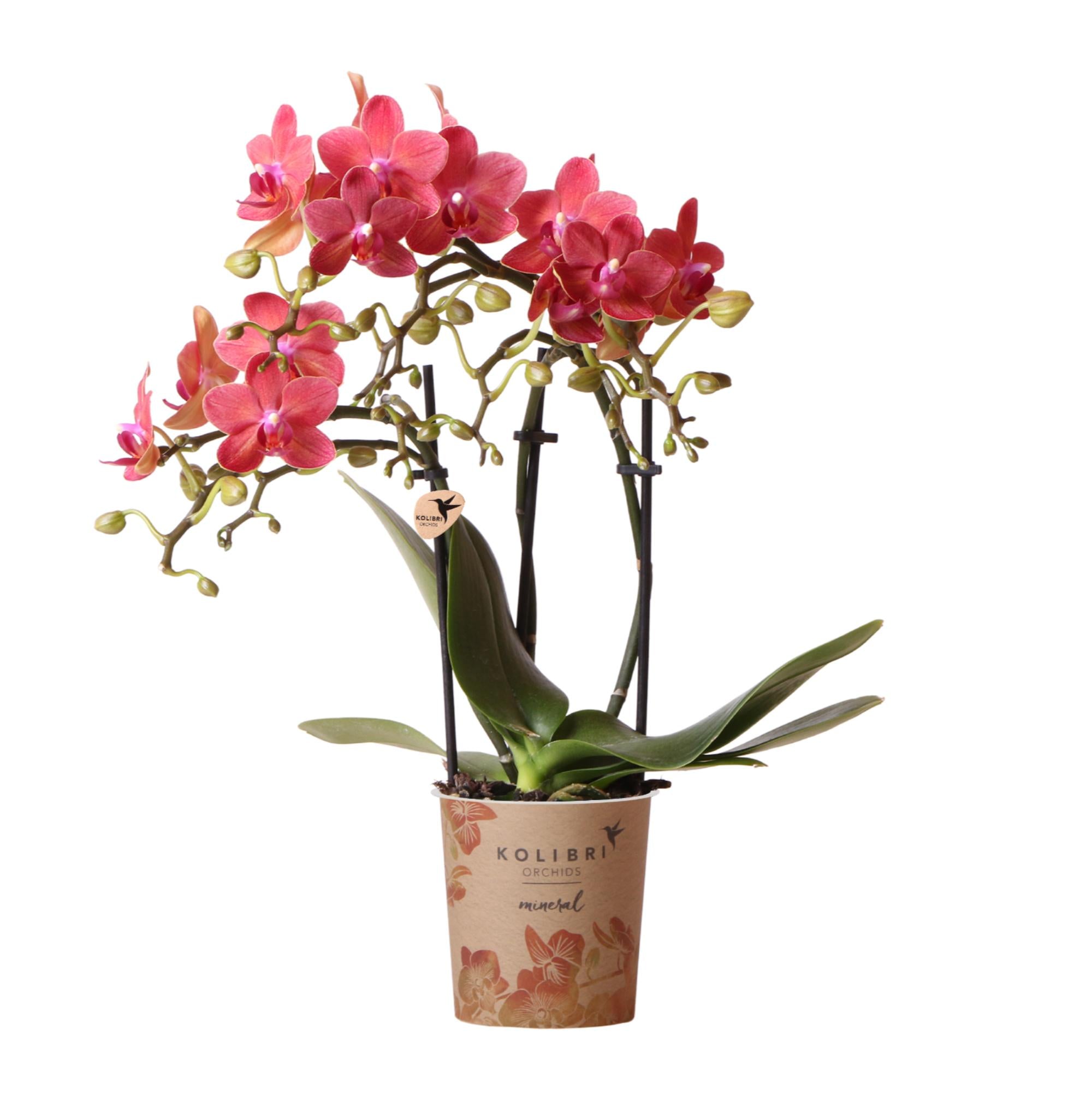BoundlessGreen & Kolibri Orchids |  rode Phalaenopsis orchidee - Congo - potmaat Ø9cm | bloeiende kamerplant - vers van de kweker