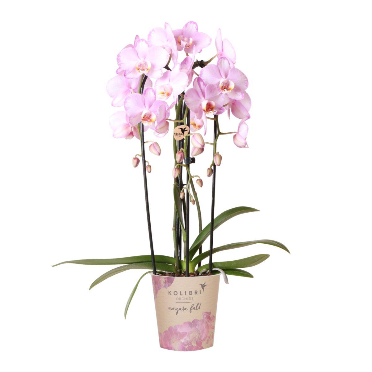 BoundlessGreen & Kolibri Orchids | Roze Phalaenopsis orchidee - Niagara Fall  - potmaat Ø12cm | bloeiende kamerplant - vers van de kweker