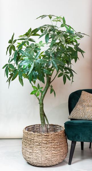 Kunstpflanze - Pachira Aquatica - Geldbaum - 180 cm