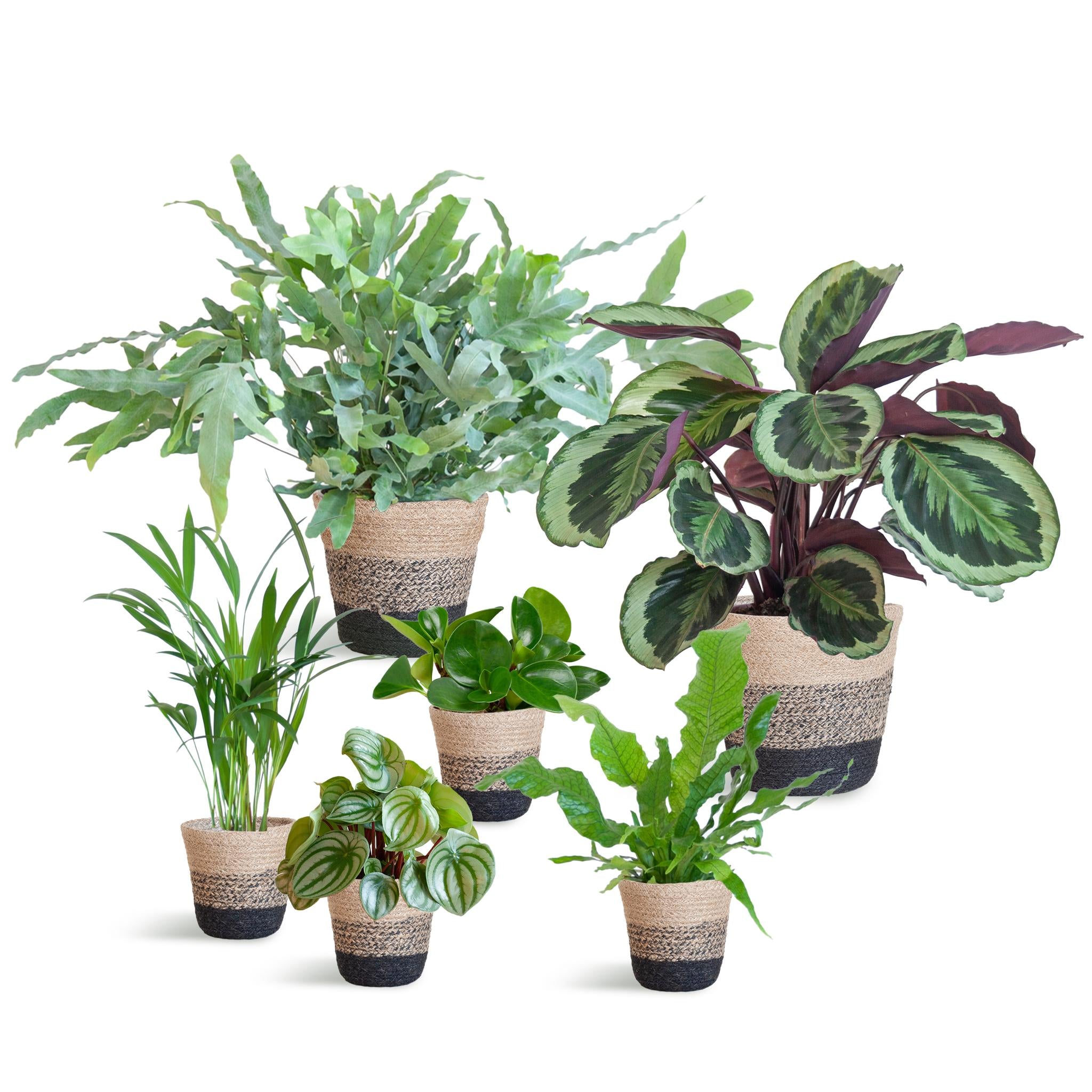 Animal-friendly plant set Large