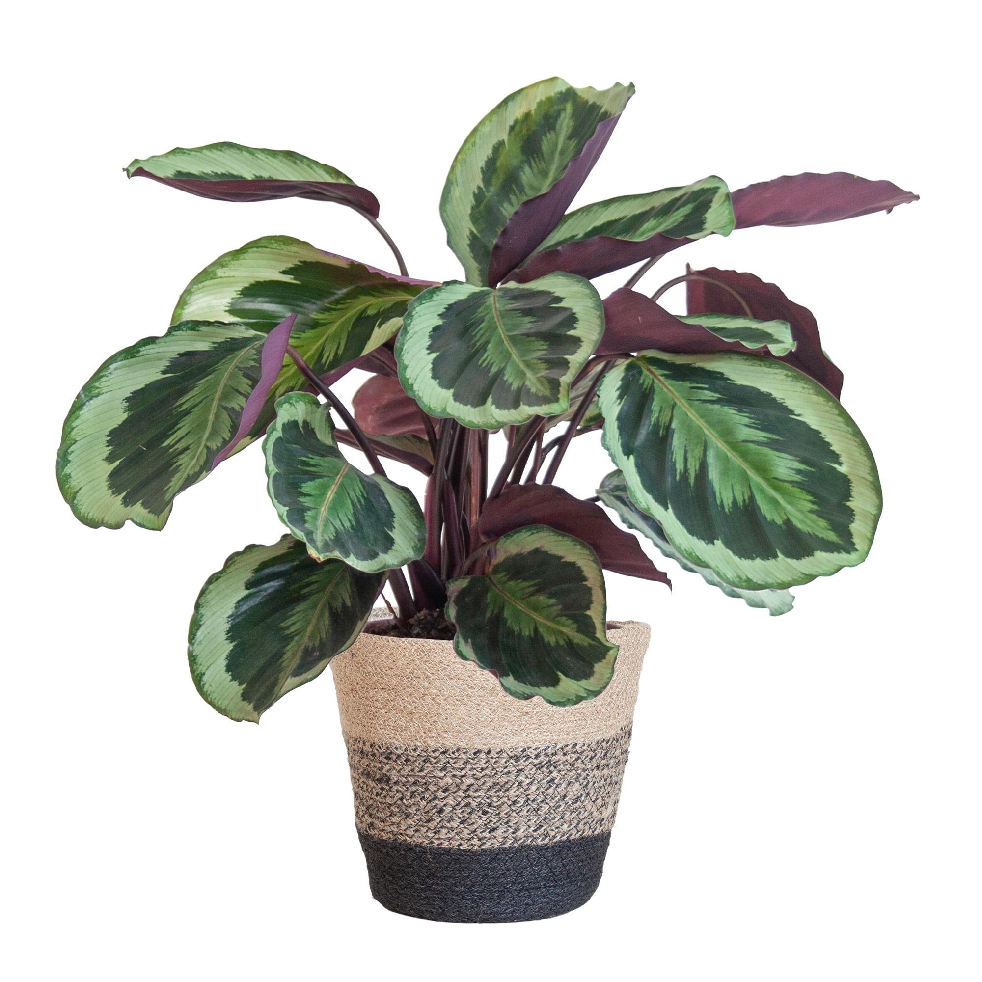 Calathea Medaillon met Lissabon mand zwart - 65cm - Ø21