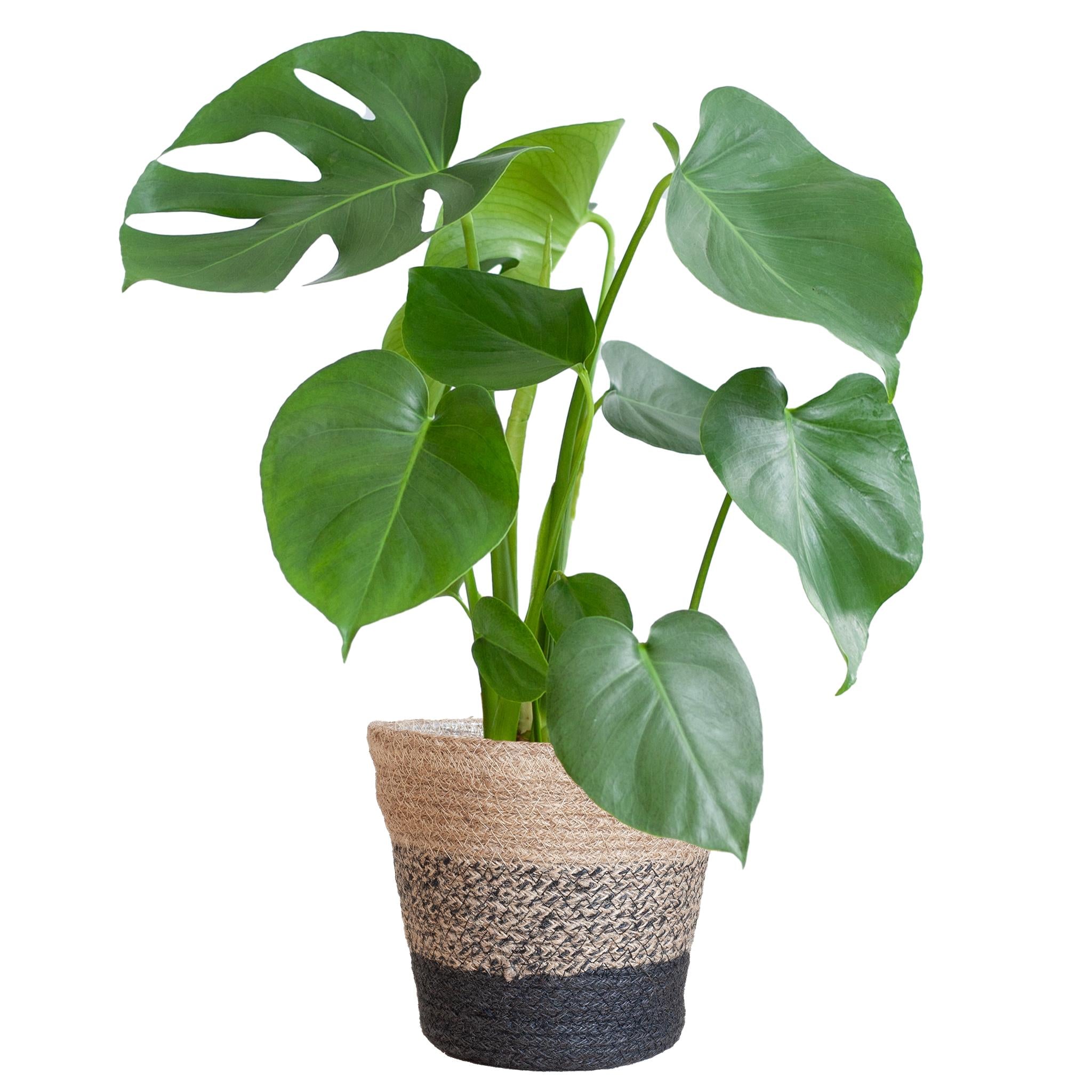 Monstera Deliciosa with Lisbon basket black - 50cm - Ø17