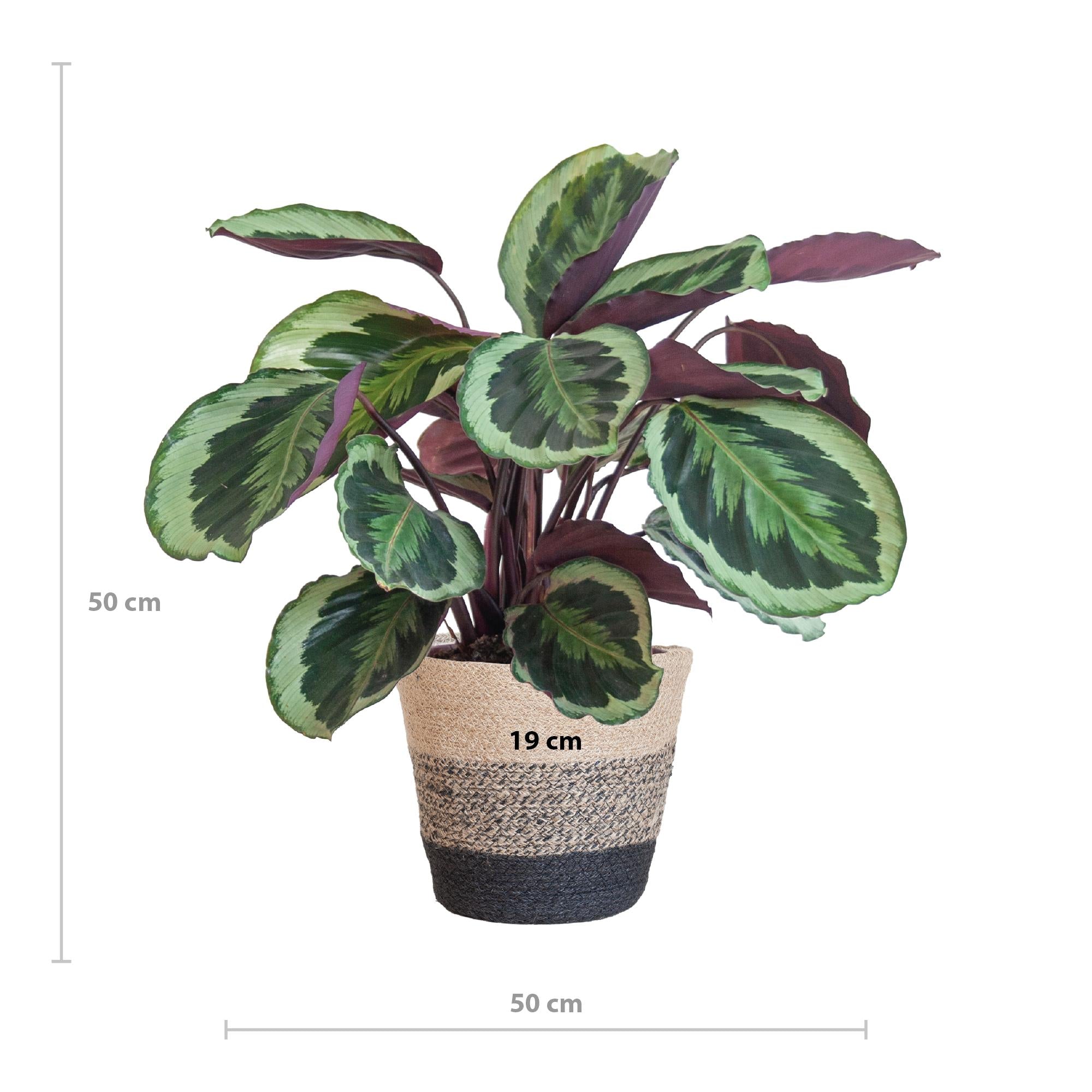 Calathea Medaillon met Lissabon mand zwart - 65cm - Ø21