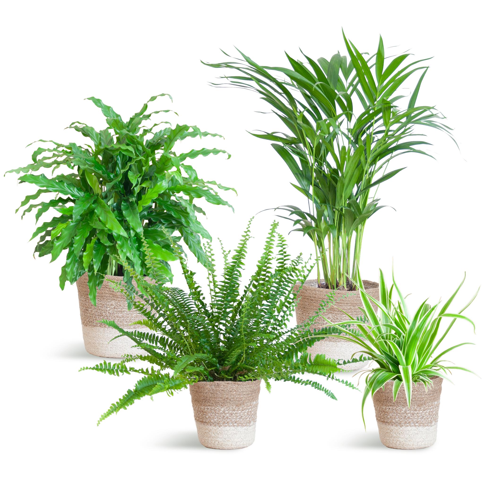 Animal-friendly plant set medium