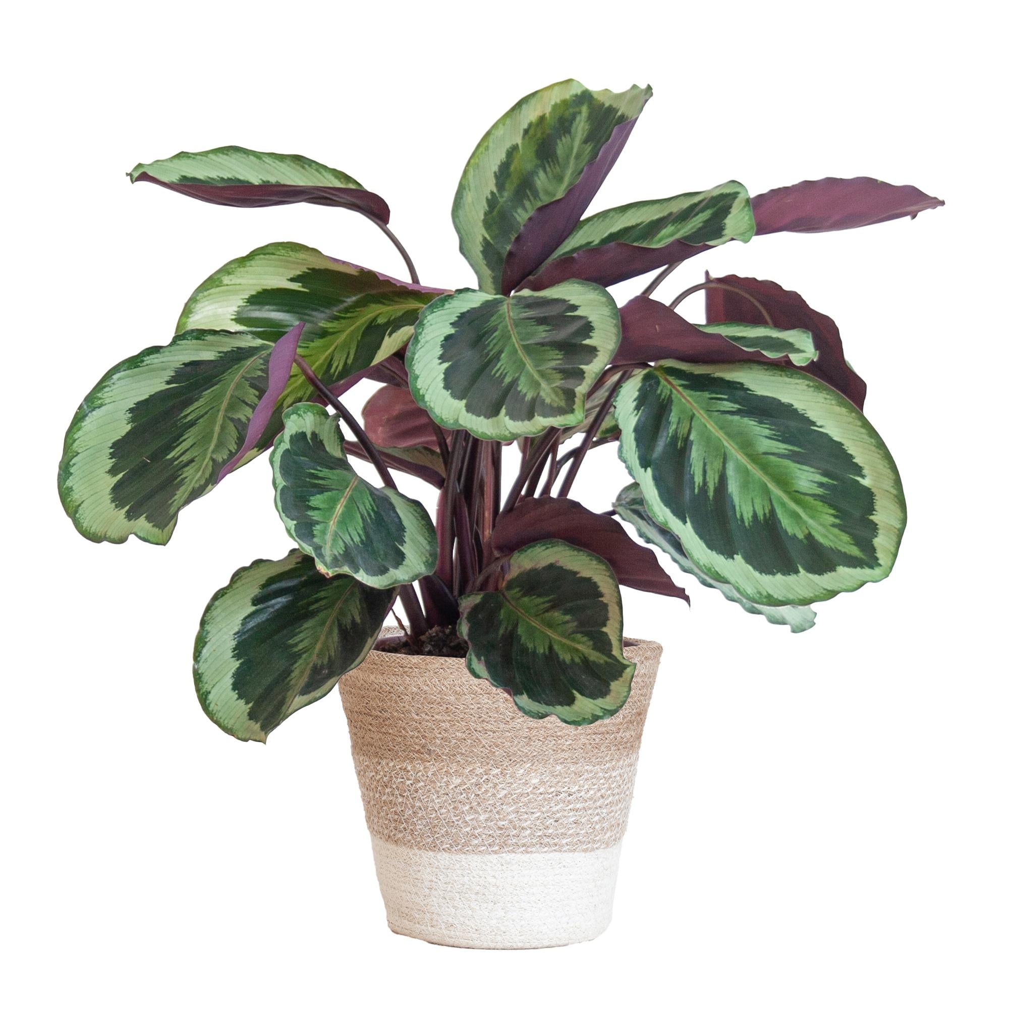 Calathea Medaillon met Lissabon mand wit - 65cm - Ø19