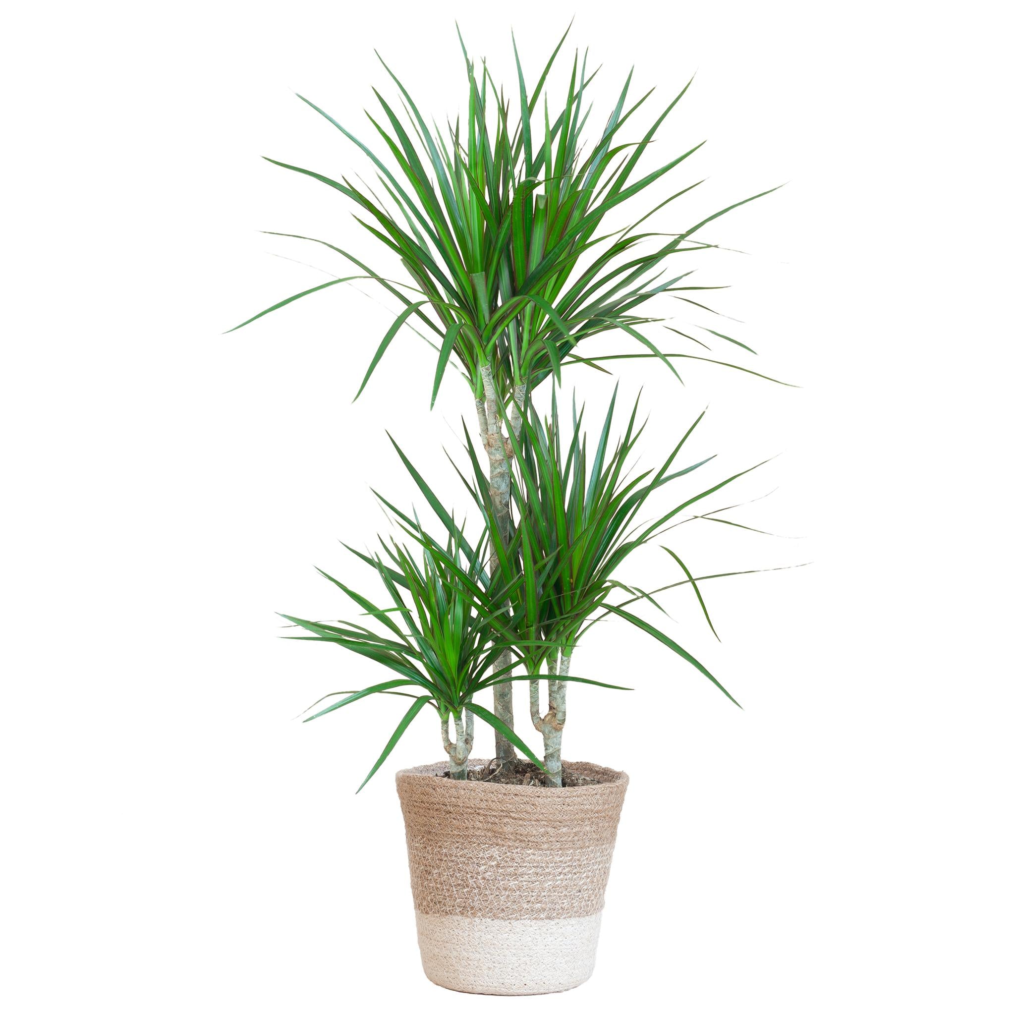 Dracaena Marginata with Lisbon basket white - 95cm - Ø21