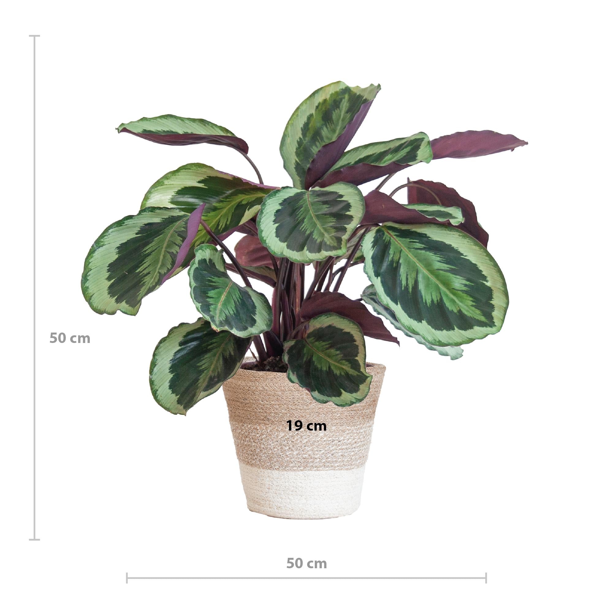 Calathea Medaillon met Lissabon mand wit - 65cm - Ø19