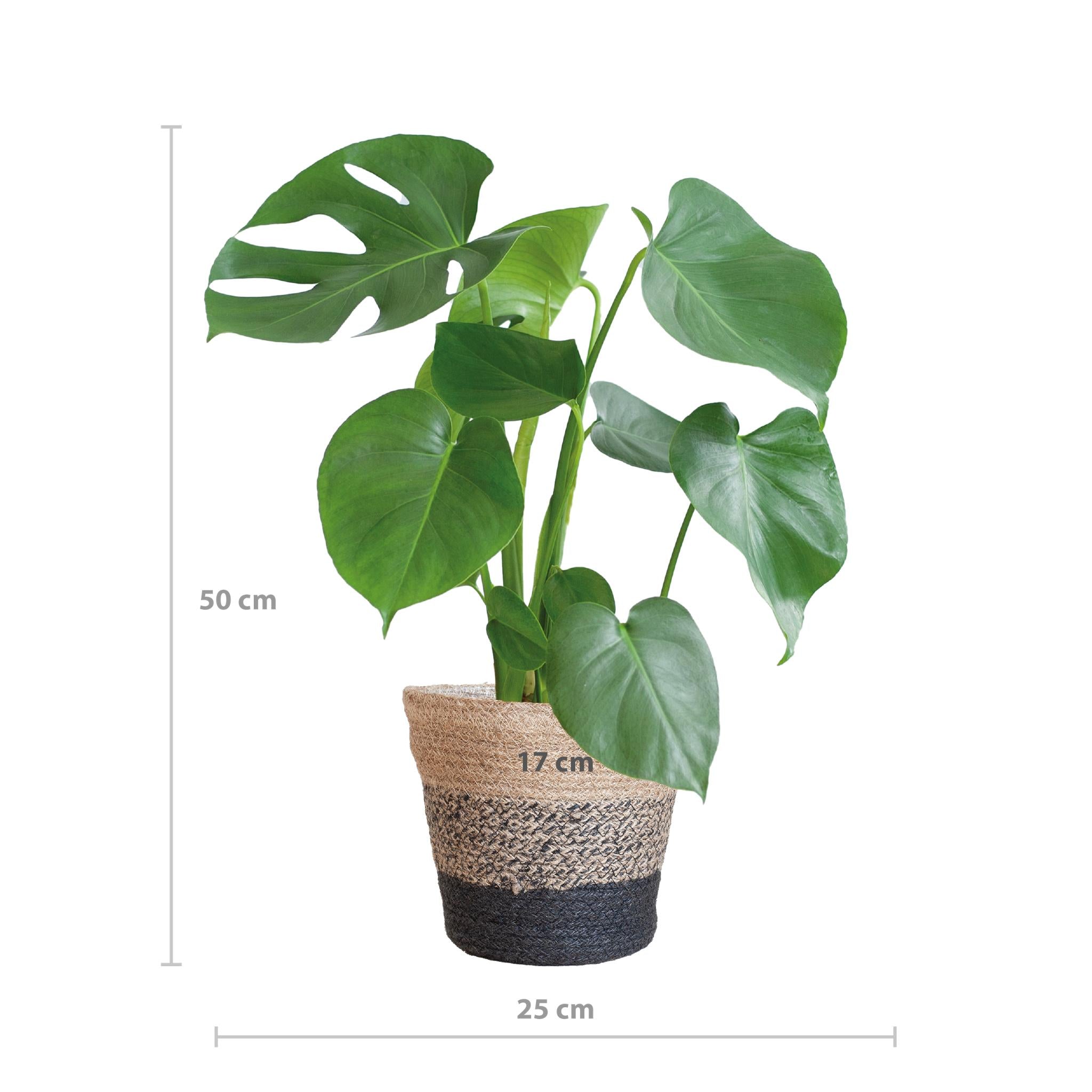 Monstera Deliciosa with Lisbon basket black - 50cm - Ø17