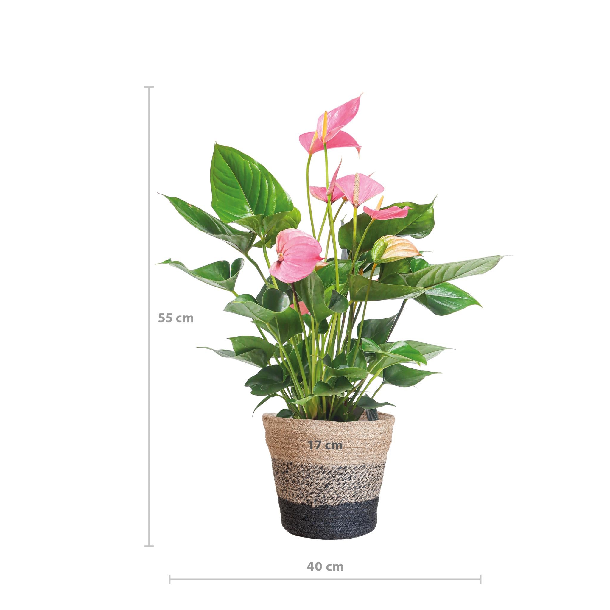 Anthurium Pink explosion with Lisbon basket black - 55cm - Ø17