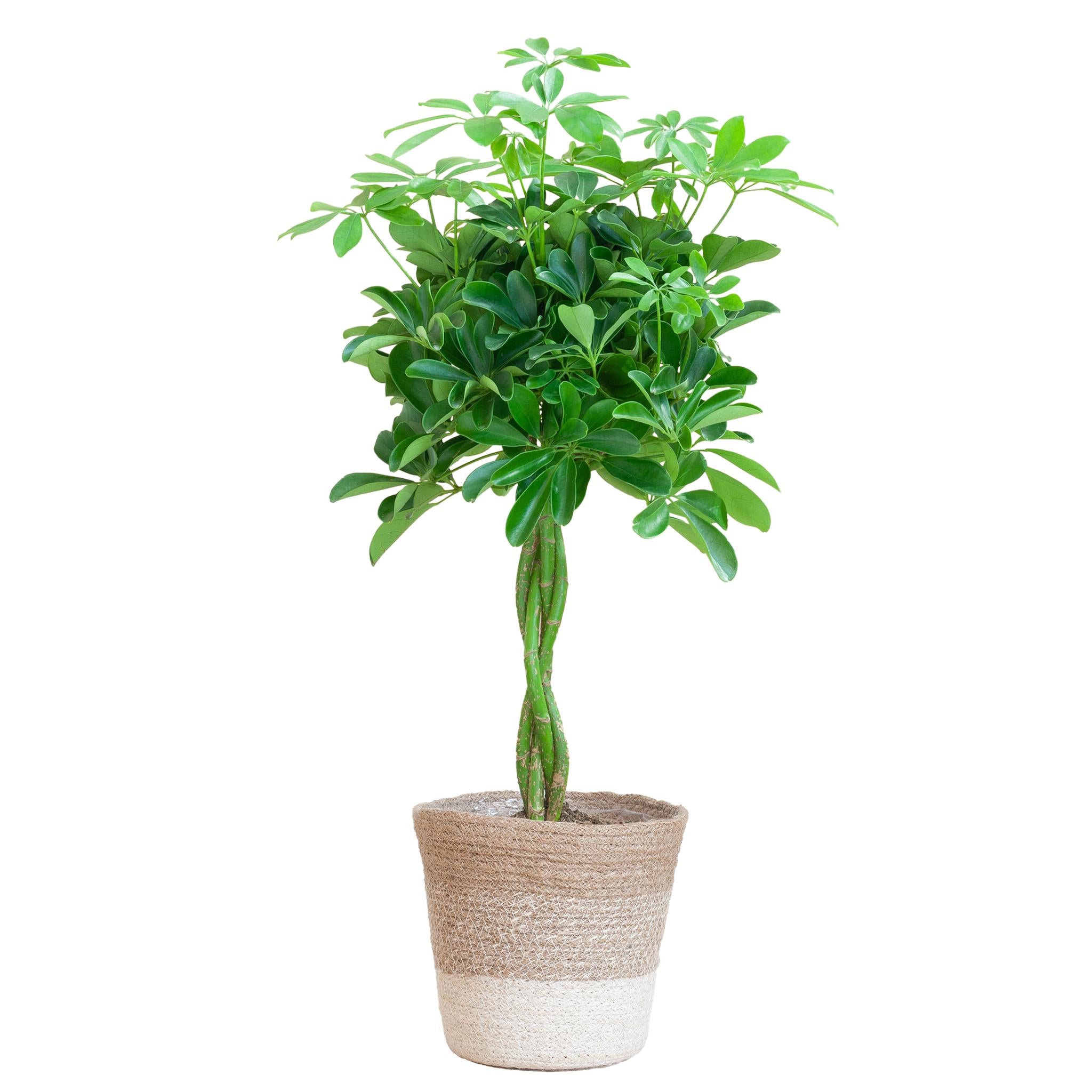 Schefflera Arab Nora met Mand Lissabon wit  - 80cm - Ø19