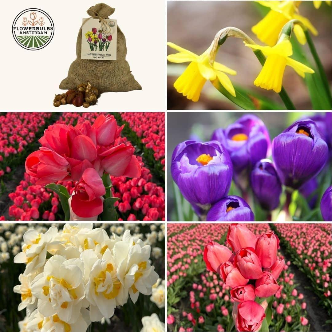 Flowerbulbs Amsterdam - Super Lasting Wild Mix - Duurzame voordeelzak, 100 bloembollen voor 2,5 m2 bloemenpracht