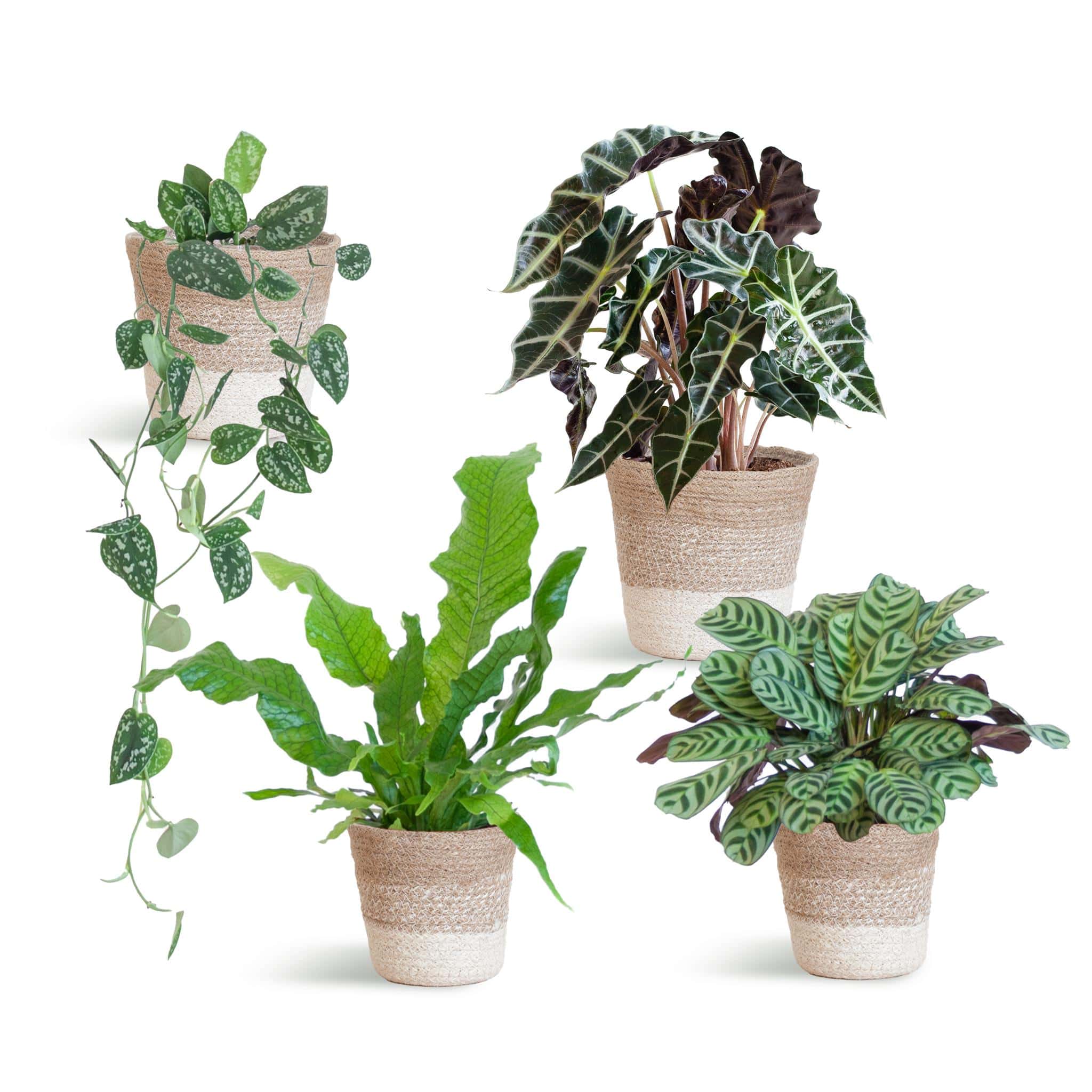 Plant set small