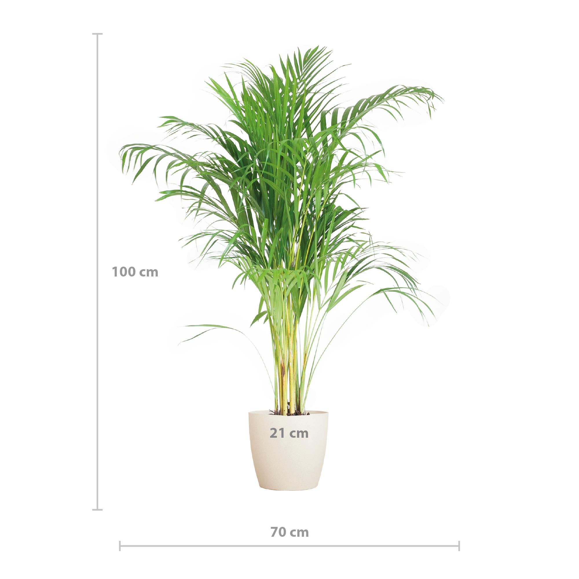 Areca Palm (Dypsis) met Lissabon mand wit - 100cm - Ø21