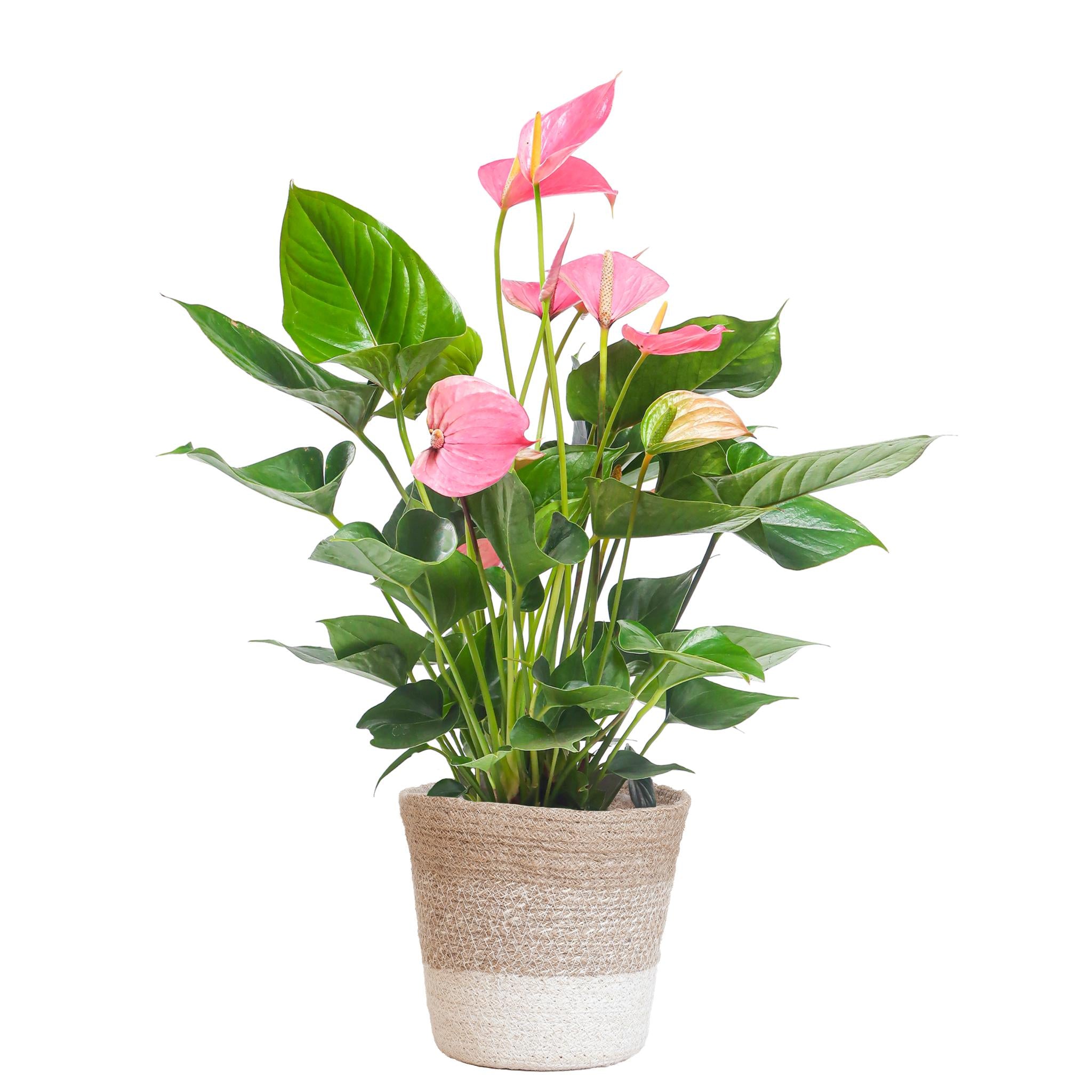 Anthurium Pink explosion met Lissabon mand wit - 55cm - Ø17