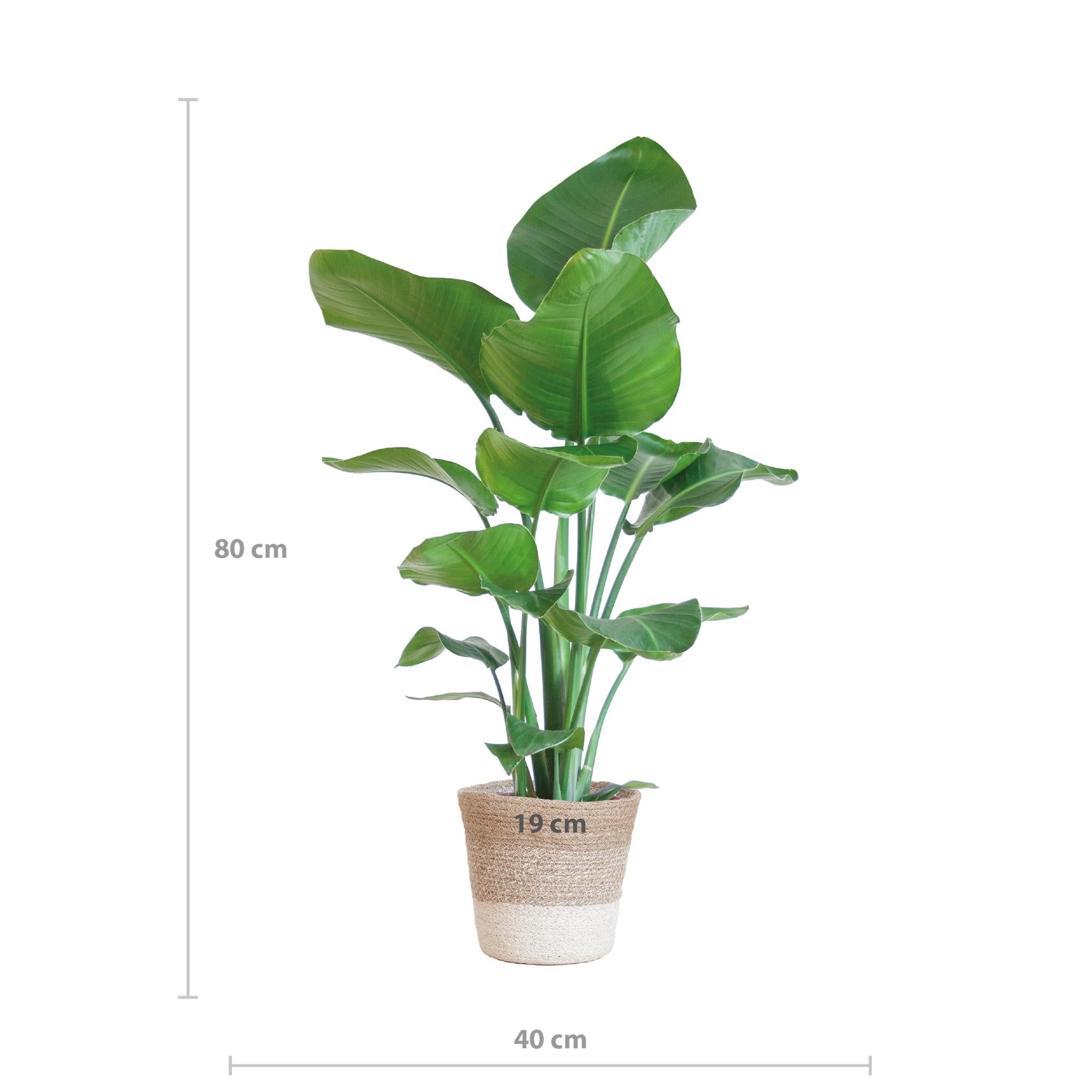 Strelitzia Nicolai met Lissabon mand wit - 80cm - Ø19