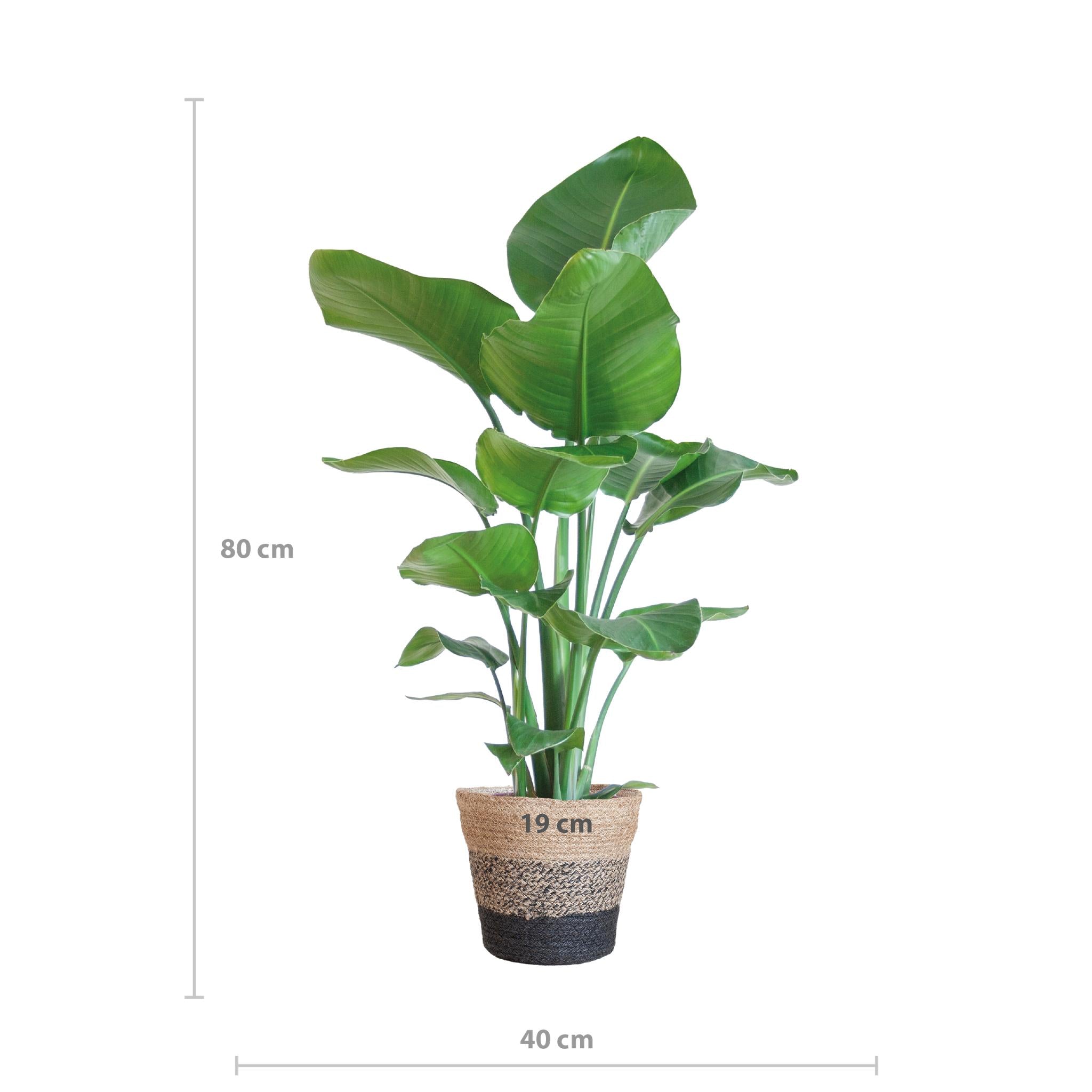 Strelitzia Nicolai with Lisbon basket black - 80cm - Ø19