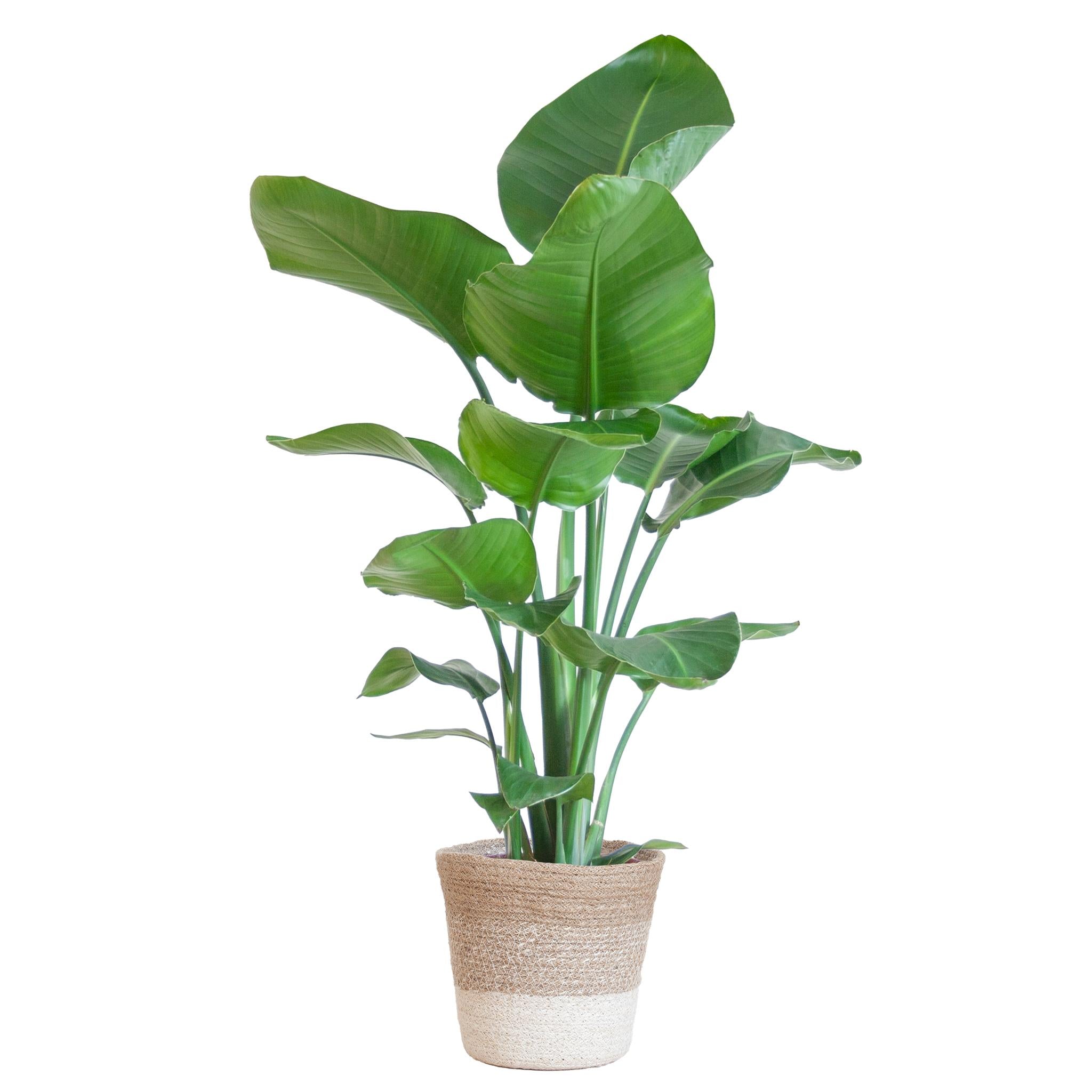 Strelitzia Nicolai with Lisbon basket white - 80cm - Ø19