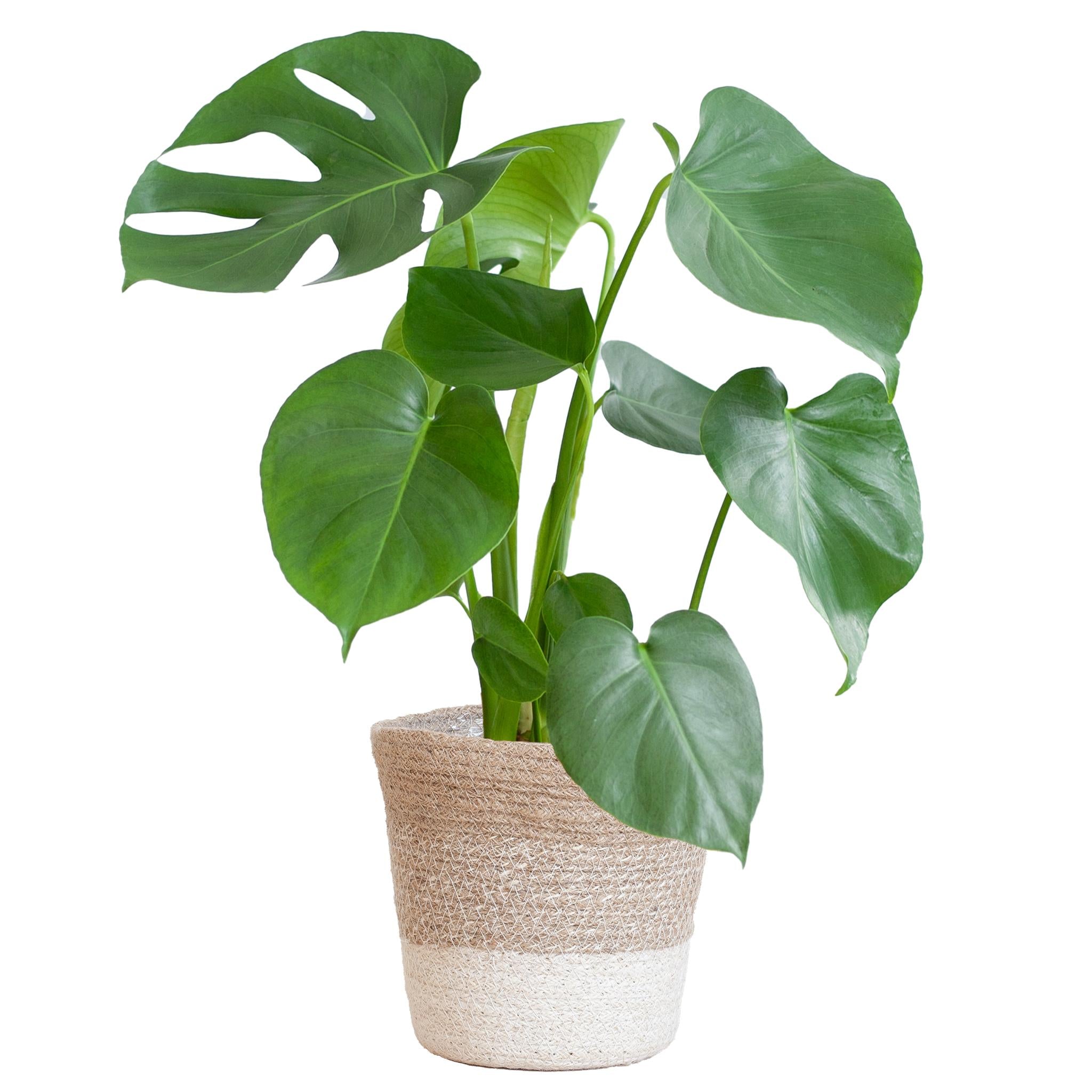 Monstera Deliciosa met Lissabon mand wit  - 50cm - Ø17