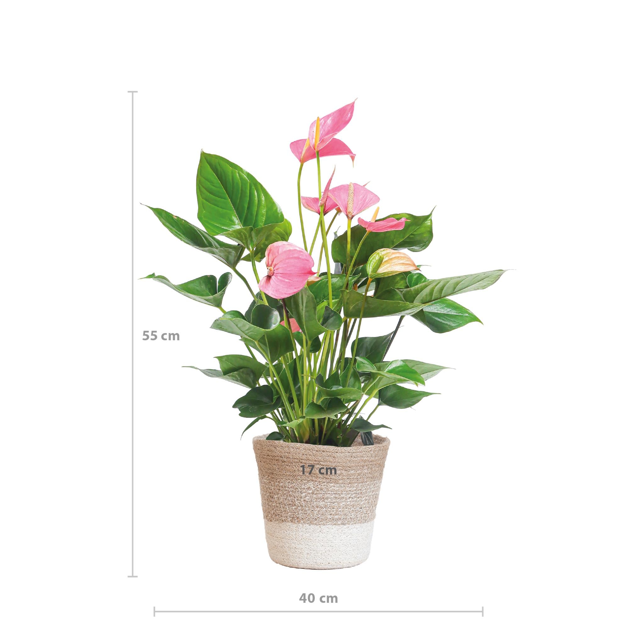 Anthurium Pink explosion with Lisbon basket white - 55cm - Ø17