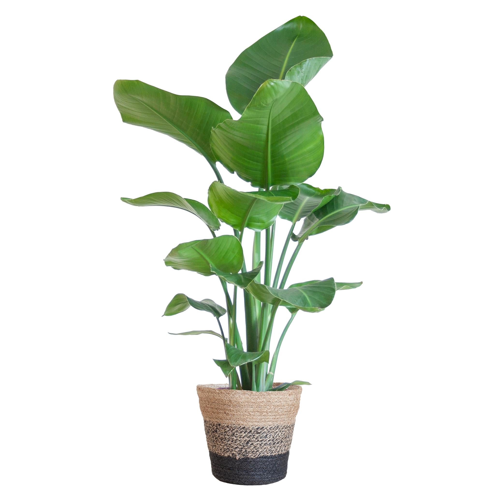 Strelitzia Nicolai met Lissabon mand zwart - 80cm - Ø19