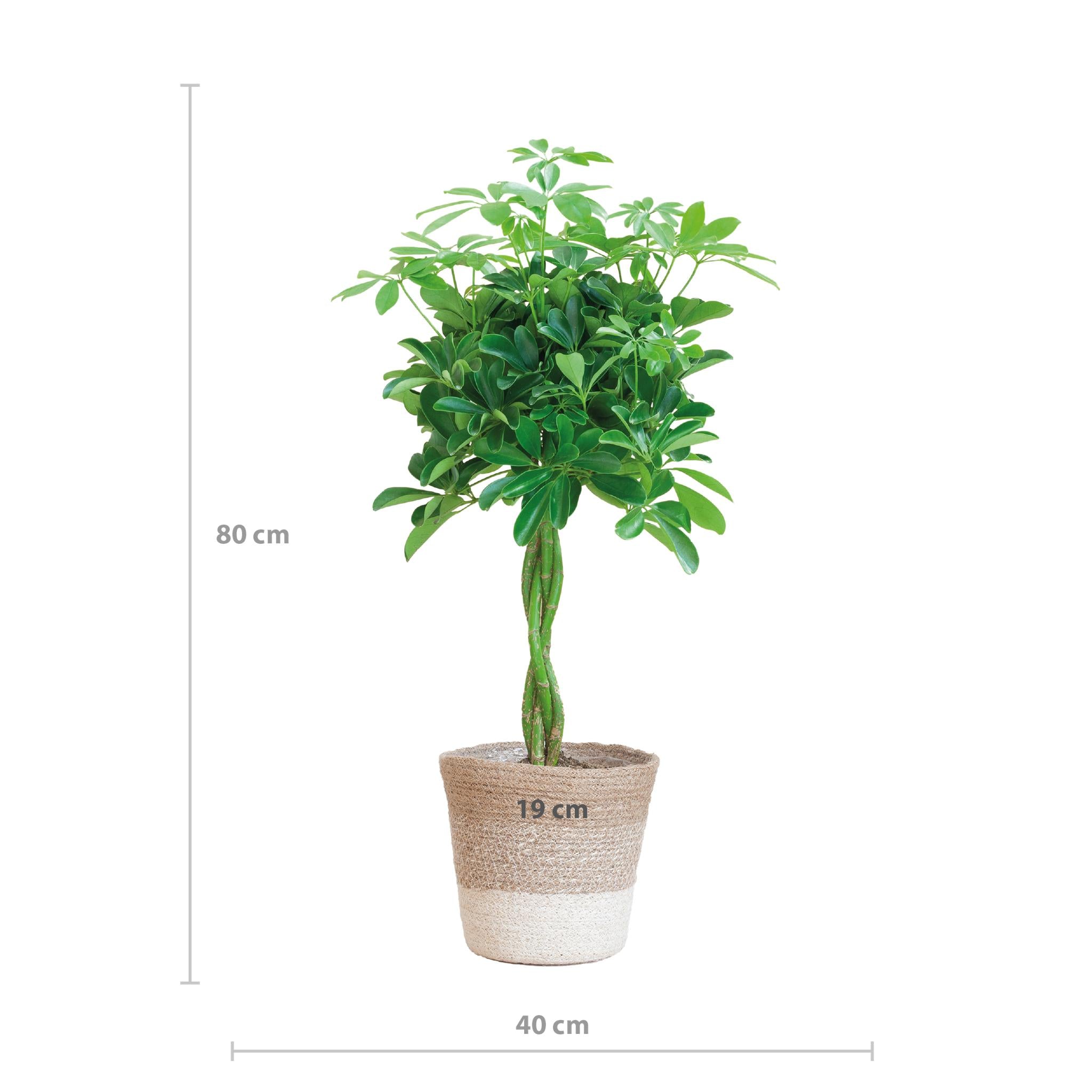 Schefflera Arab Nora with Basket Lisbon white - 80cm - Ø19