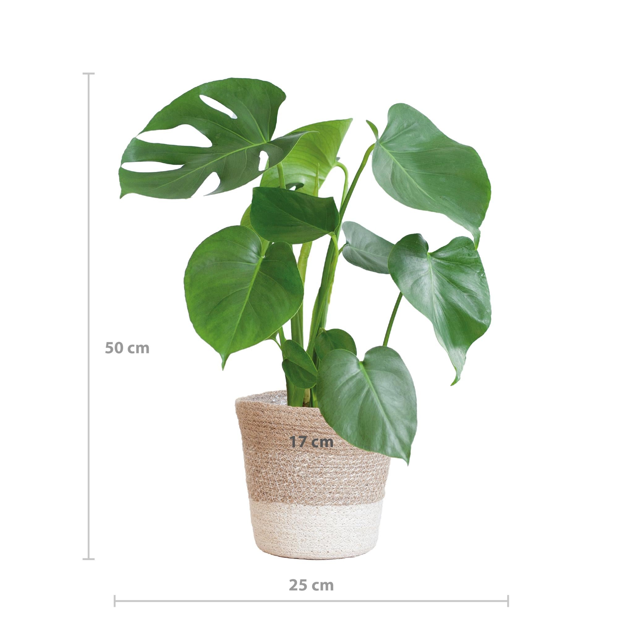 Monstera Deliciosa with Lisbon basket white - 50cm - Ø17