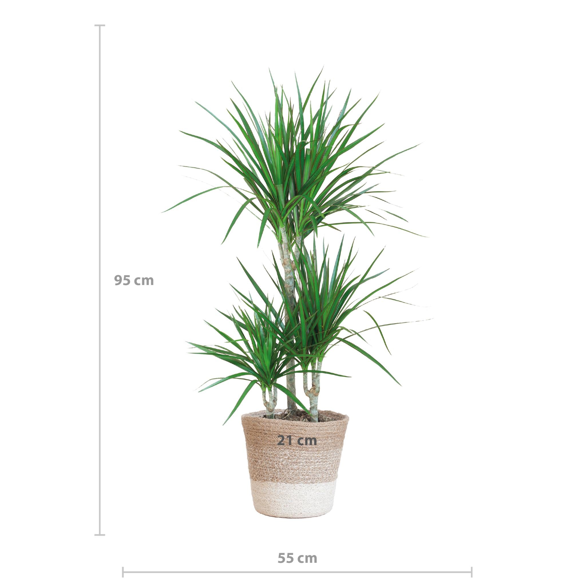 Dracaena Marginata met Lissabon mand wit - 95cm - Ø21