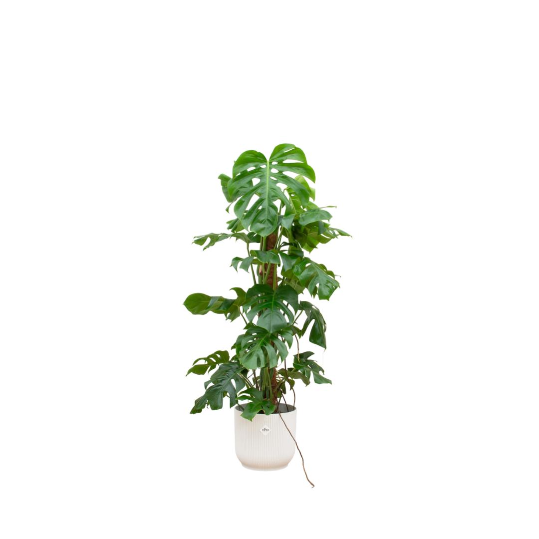 Kombiangebot - Monstera Pertusum XL inklusive elho Vibes Fold Round weiß Ø30 - 120 cm