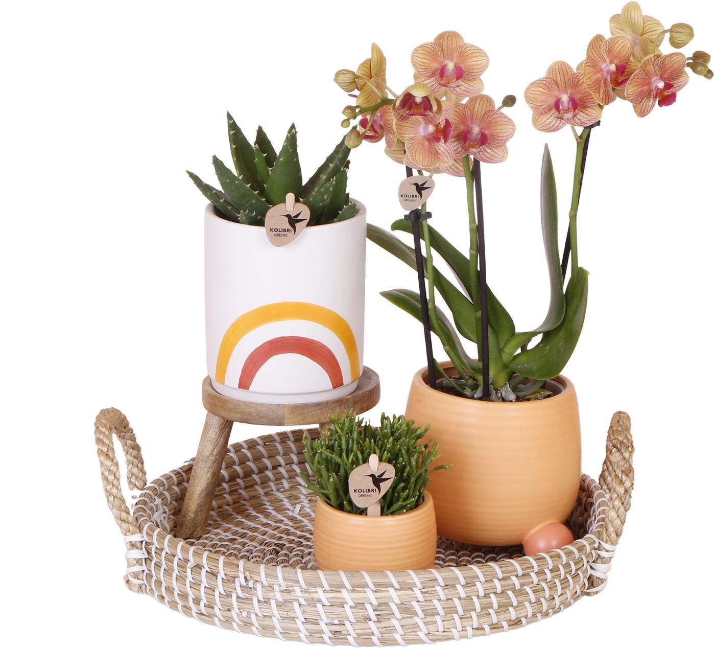 Komplettes Pflanzenset Happy | Grünes Pflanzenset mit orangefarbener Phalaenopsis-Orchidee und dekorativen Keramiktöpfen